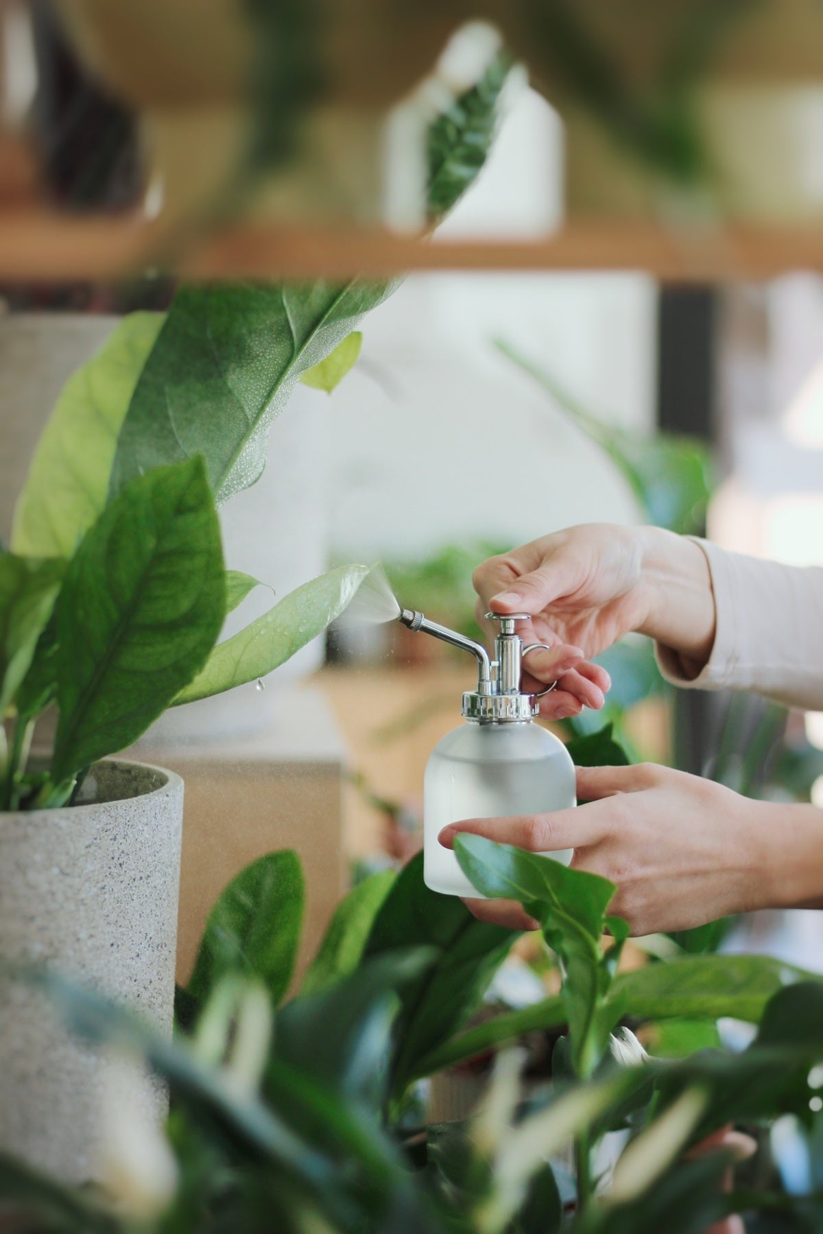 Nieoczywiste błędy w pielęgnacji roślin doniczkowych