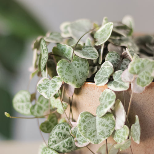 ceropegia woodii. łatwo się zakochać, jeszcze prościej pielęgnować