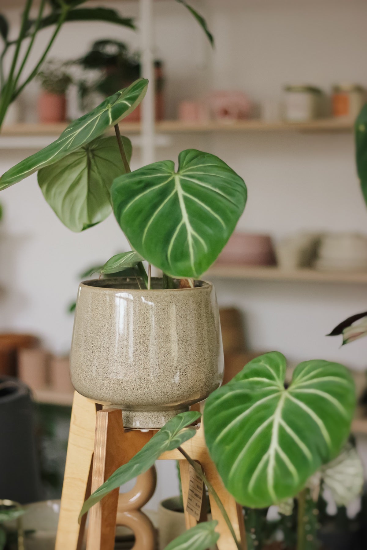 krótki poradnik jak dbać o alokazje