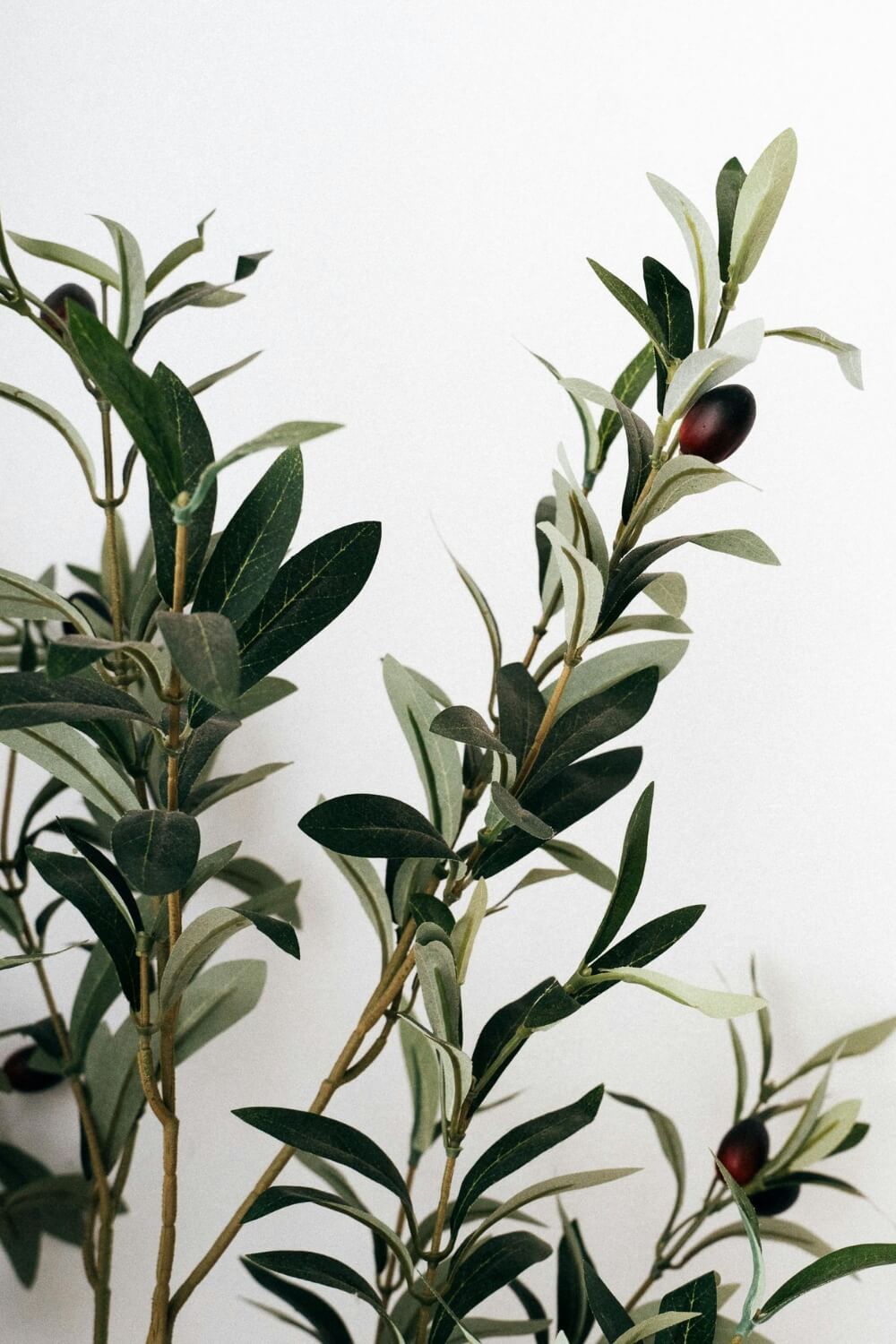 Drzewo w biurze i restauracji - dlaczego oliwka to zły wybór?