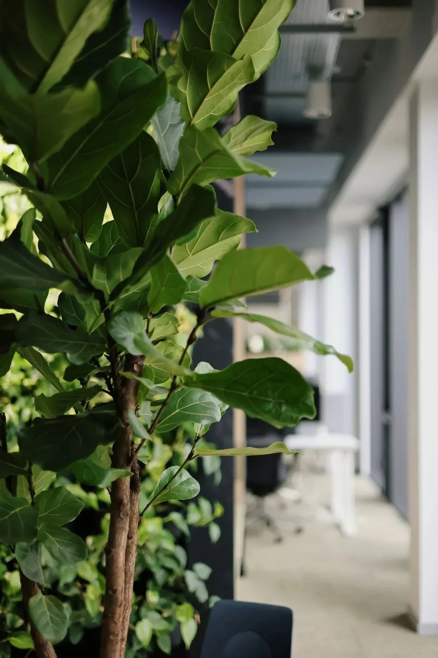 Duże kwiaty do biura - top 10 roślin, które robią wrażenie