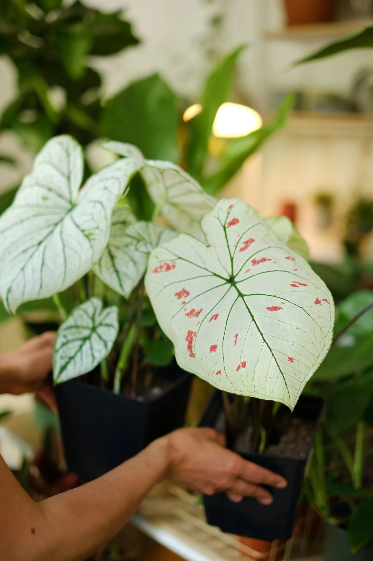 caladium – jak pielęgnować roślinę miliona barw