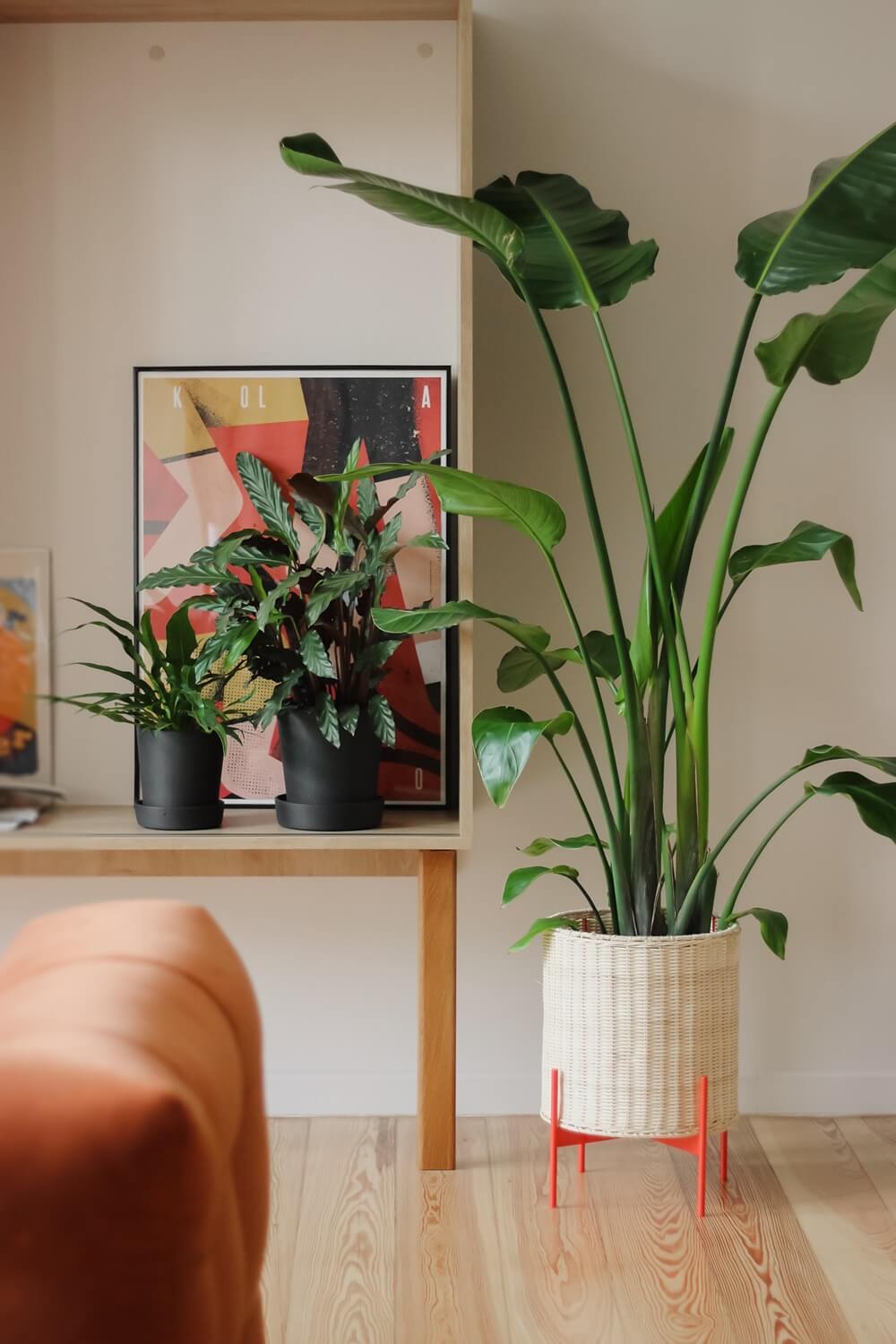 Rośliny w mieszkaniu - nawożenie