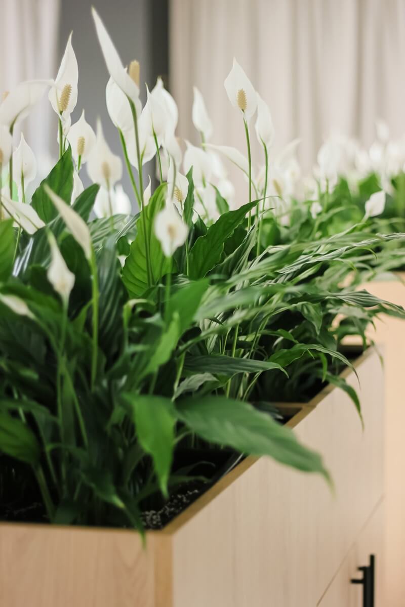 Kwiat do biura bez okna - czy to możliwe?