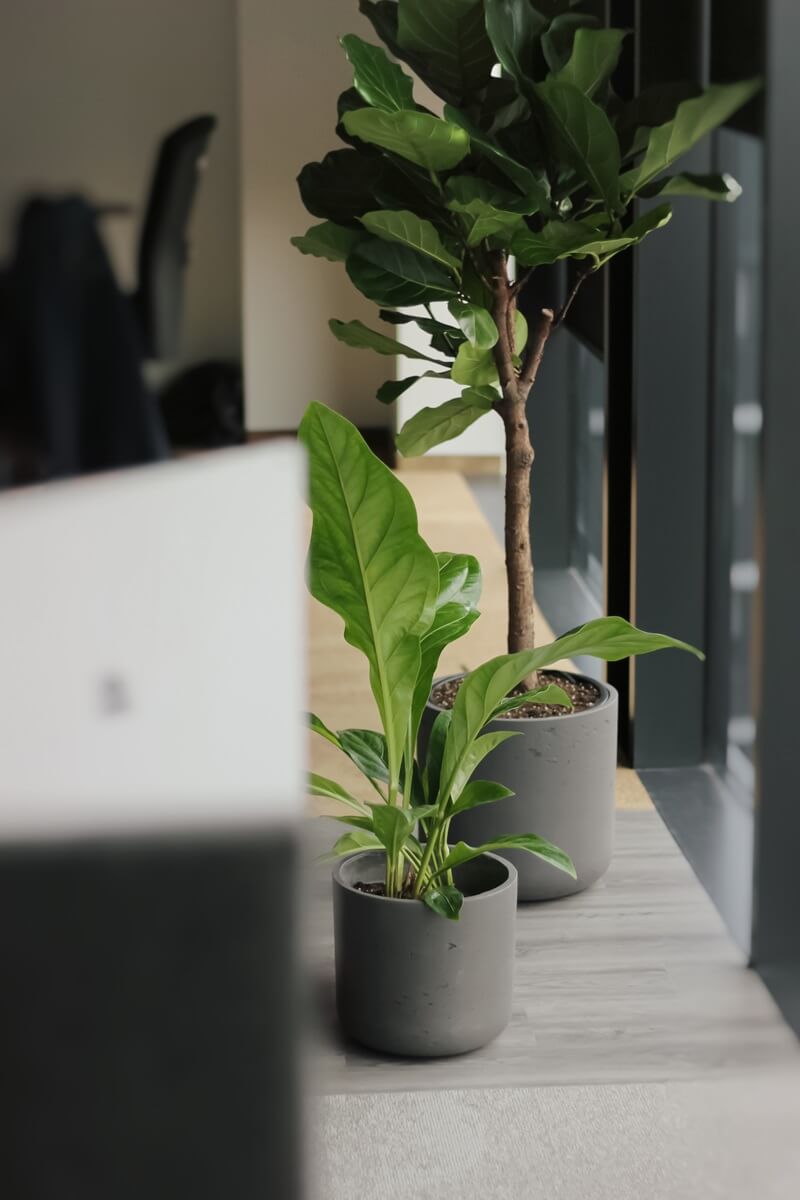 Leasing roślin do biura