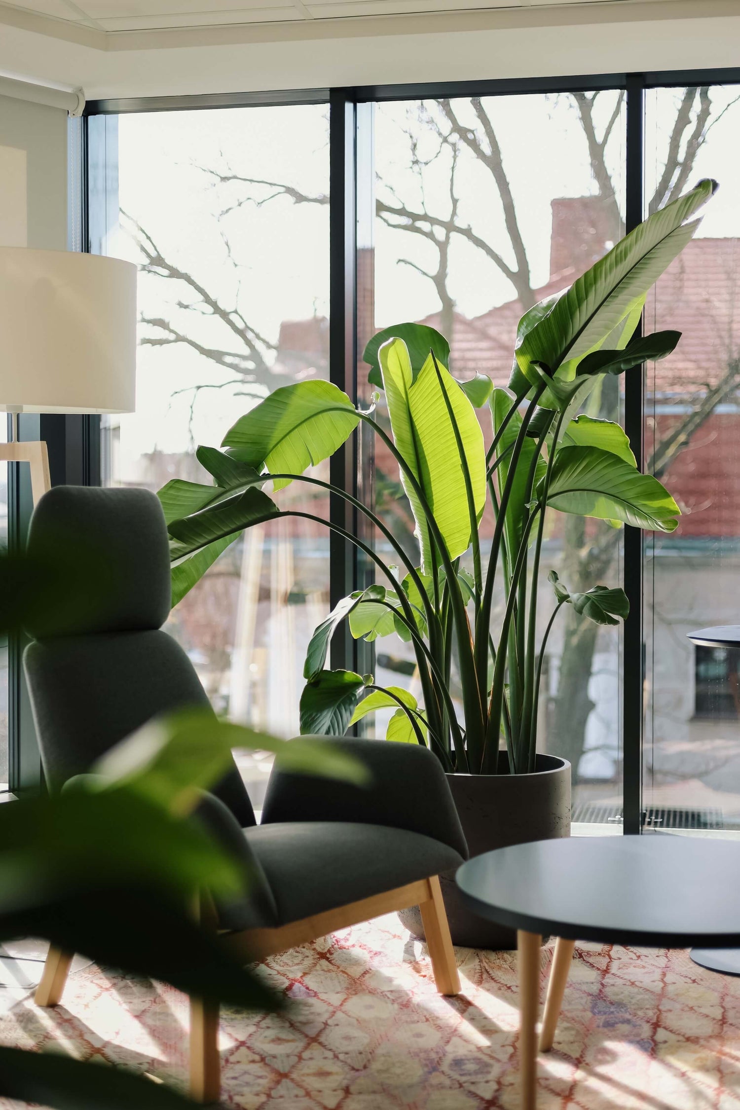 Strefa chillout z roślinami