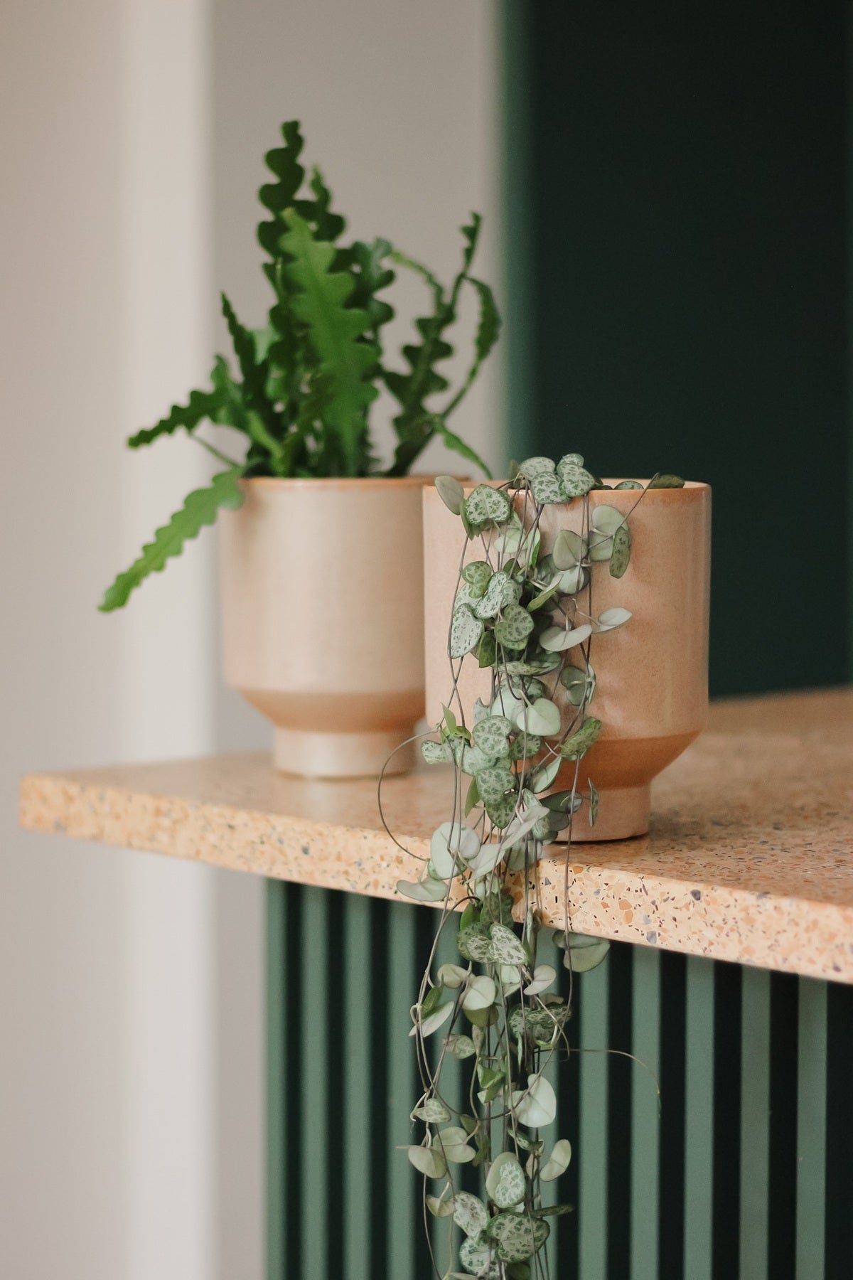 Jak odpowiedzialnie kupować rośliny?