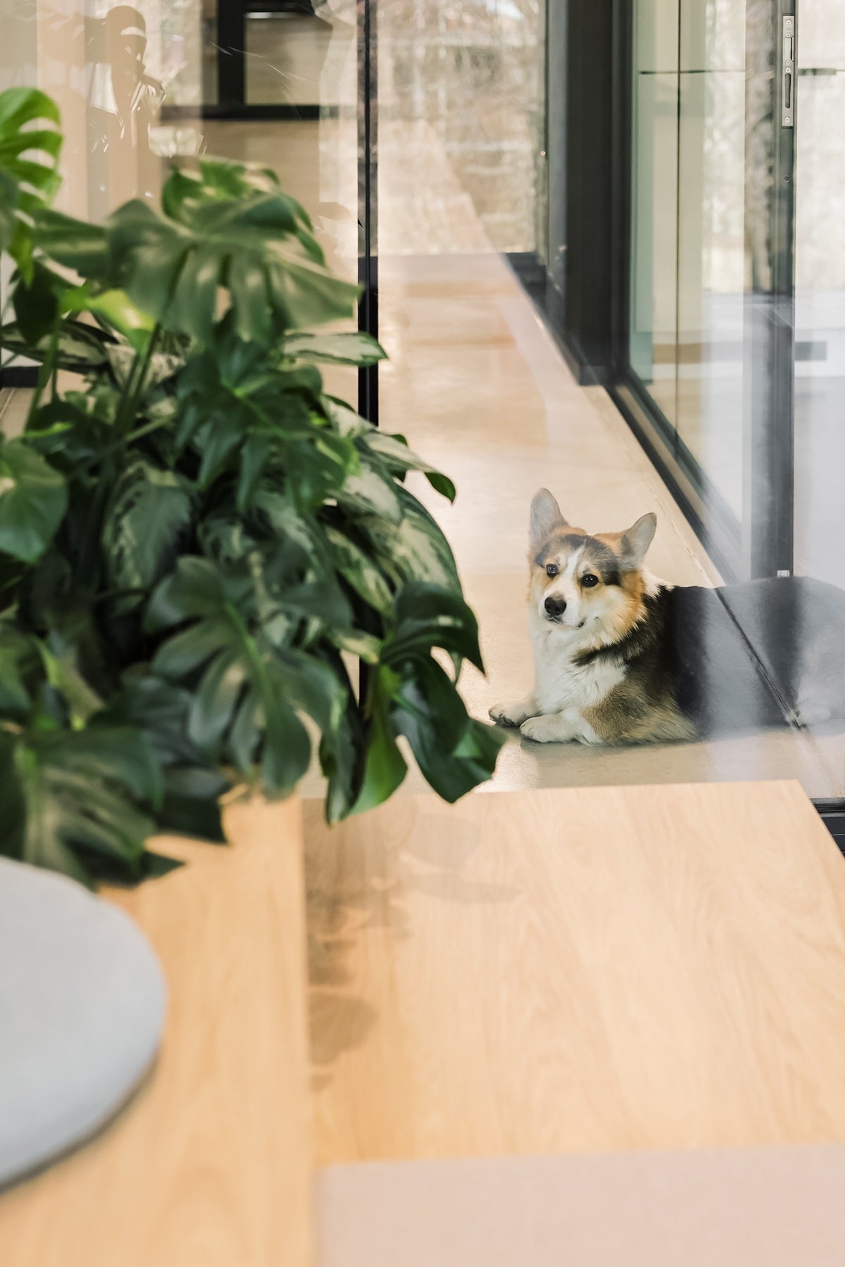 Jakie rośliny są bezpieczne, a jakie toksyczne dla kotów i psów? Przewodnik po bezpiecznej zieleni w domu i w biurze