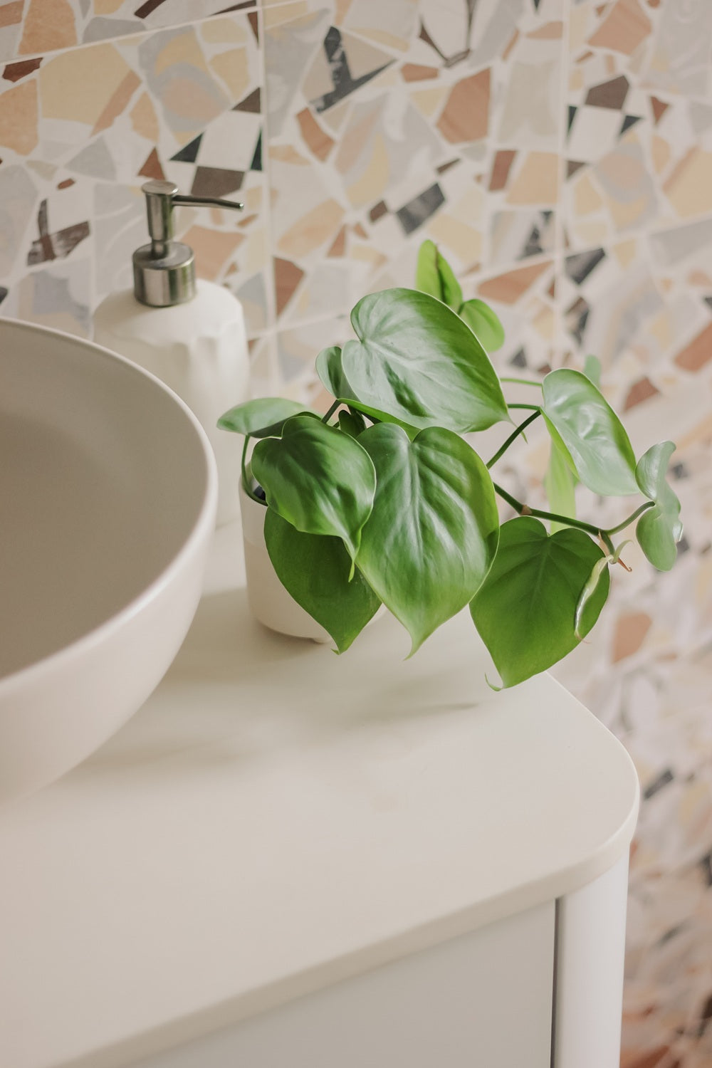 rośliny doniczkowe do łazienki