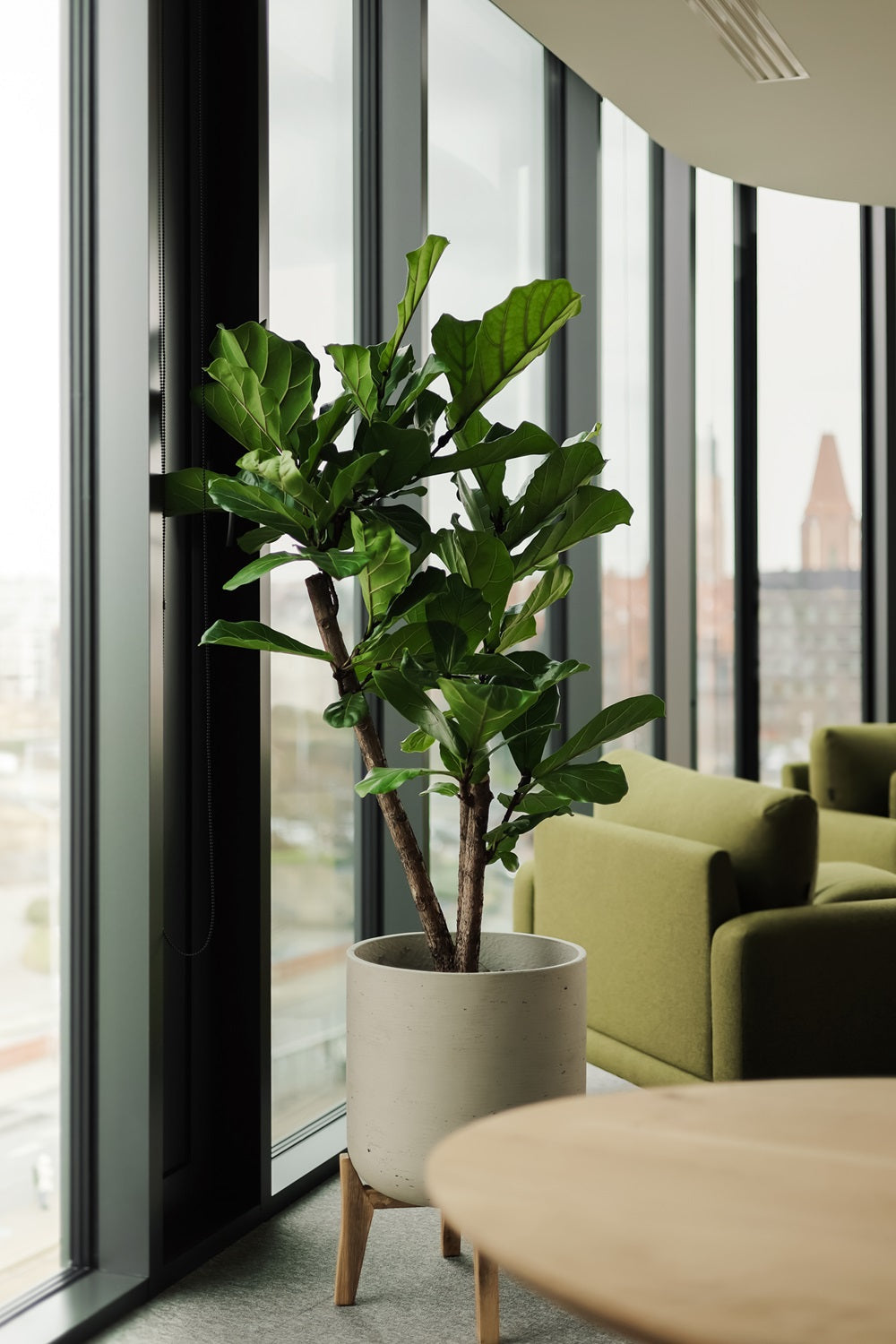 Jak zielone biuro wpływa na produktywność pracowników?