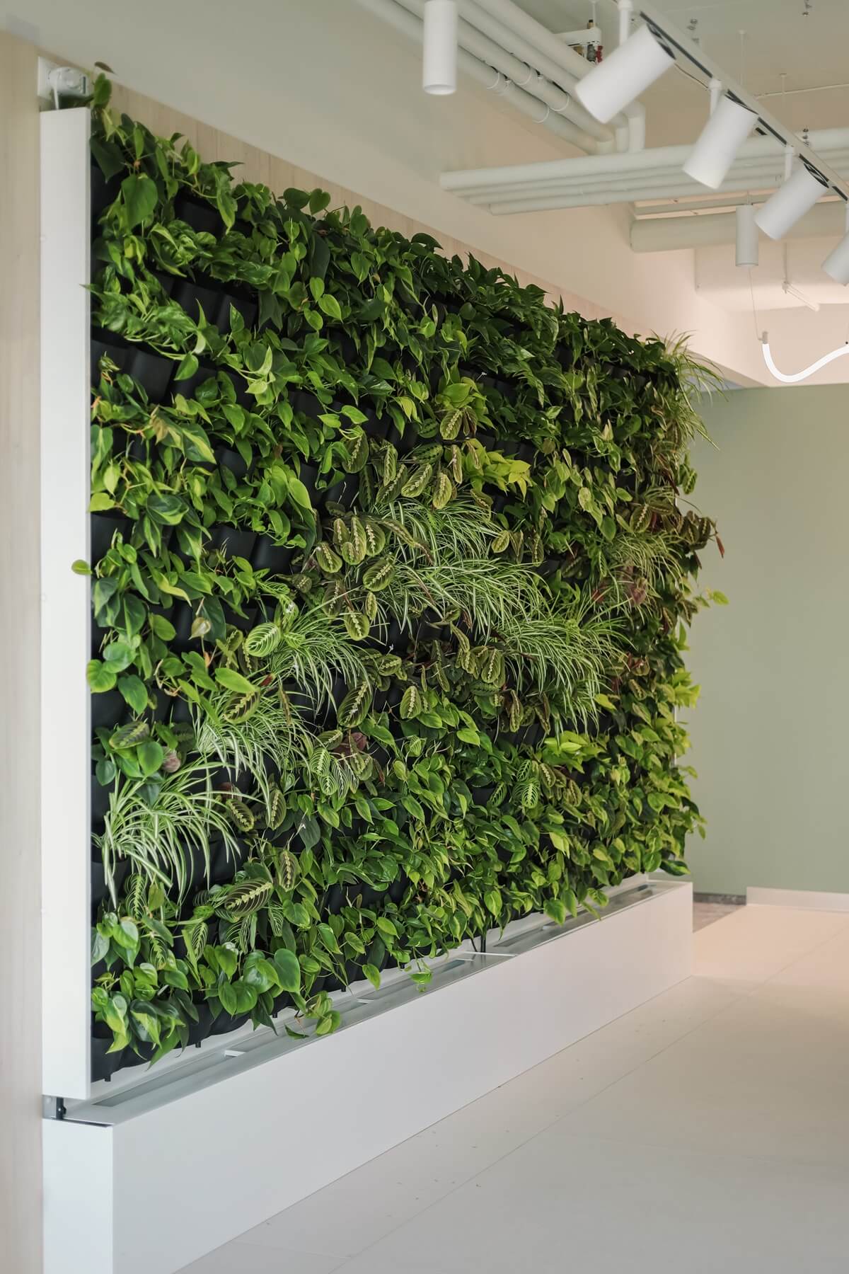 Rośliny na zielone ściany - 5 najlepszych gatunków do ogrodu wertykalnego w biurze
