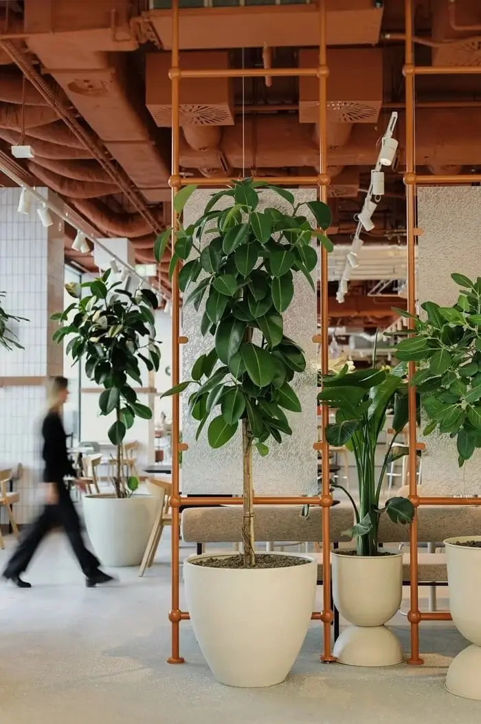 Rośliny XXL w restauracji
