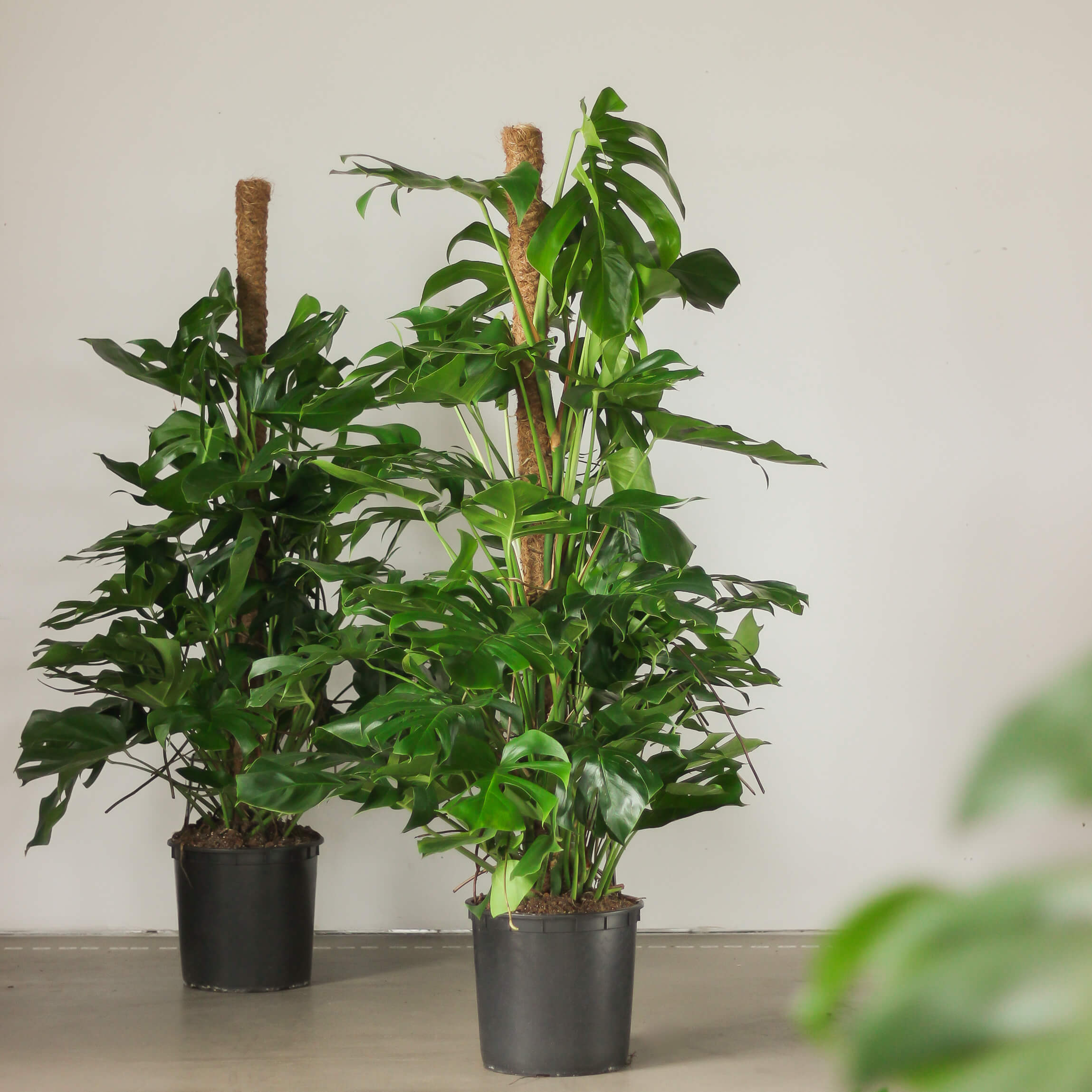 Monstera deliciosa - Monstera dziurawa