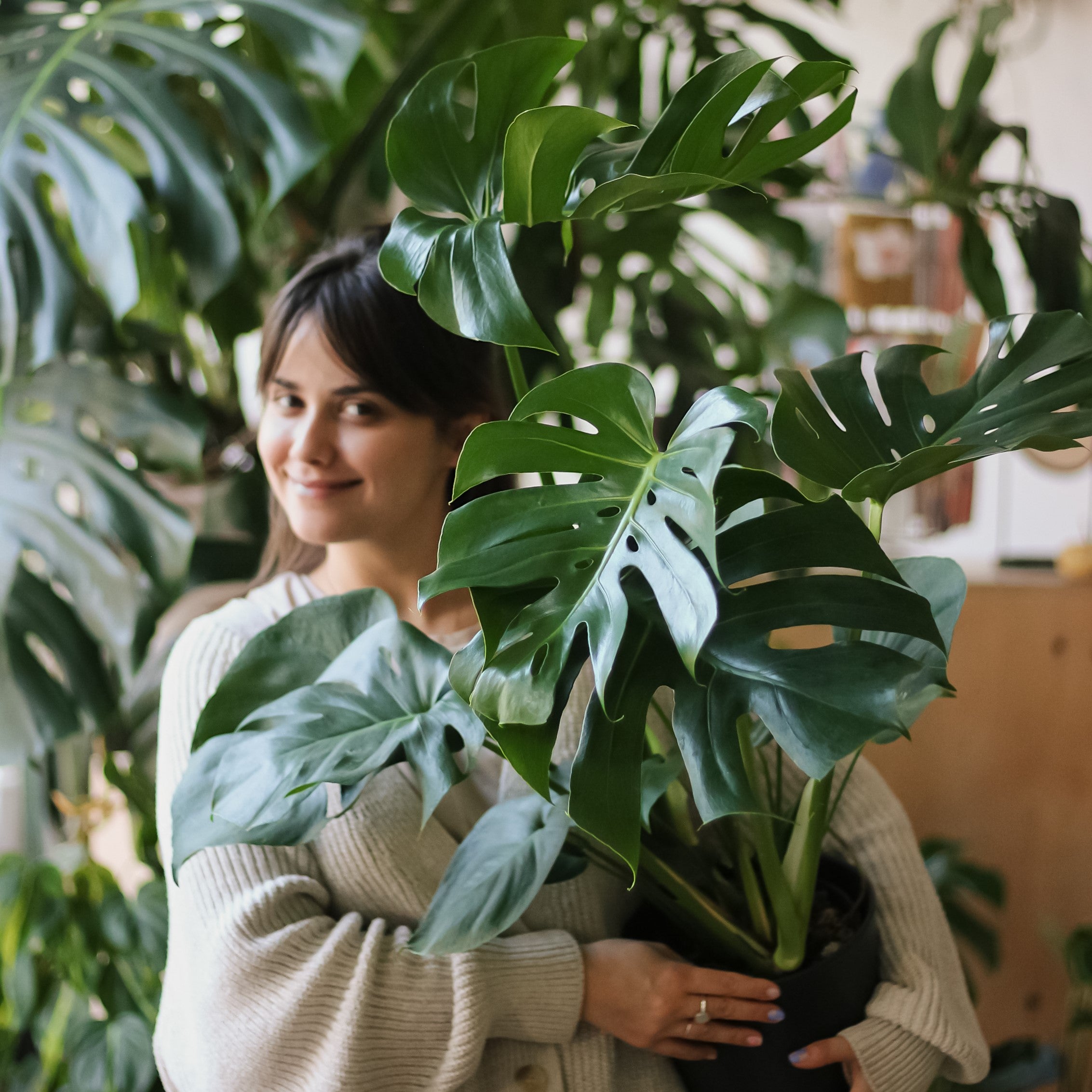Monstera deliciosa - Monstera dziurawa