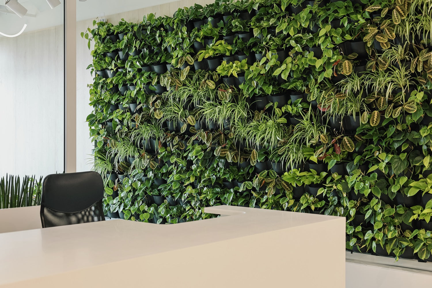 Zielona ściana w biurze Qair
