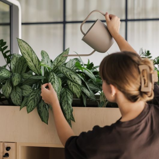 Serwis roślin w biurze