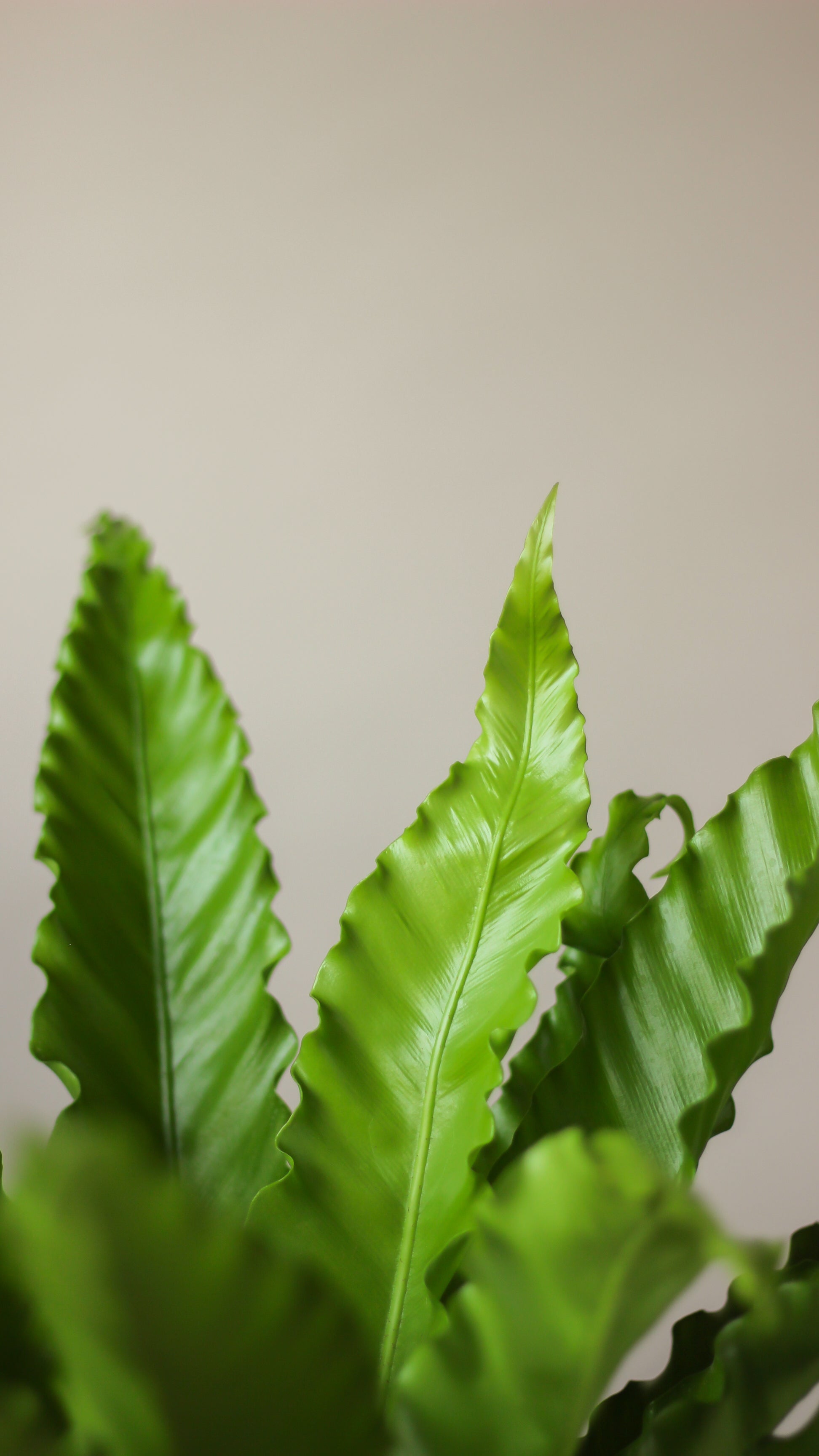 Realizacja roślinnych przestrzeni