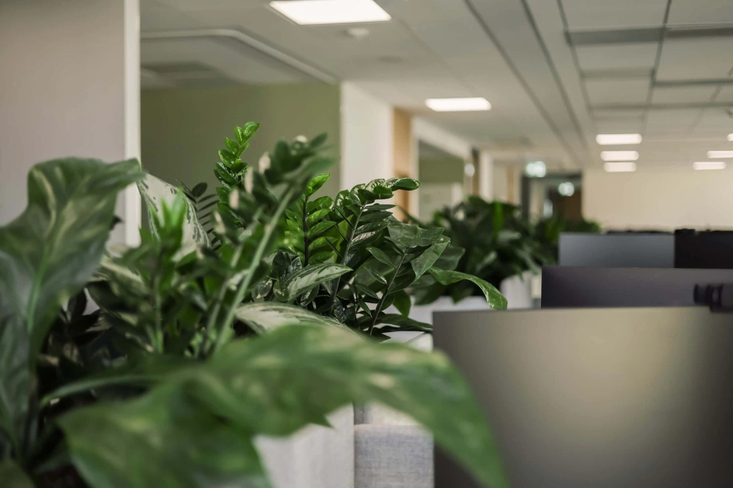 Rośliny w biurze we Wrocławiu.