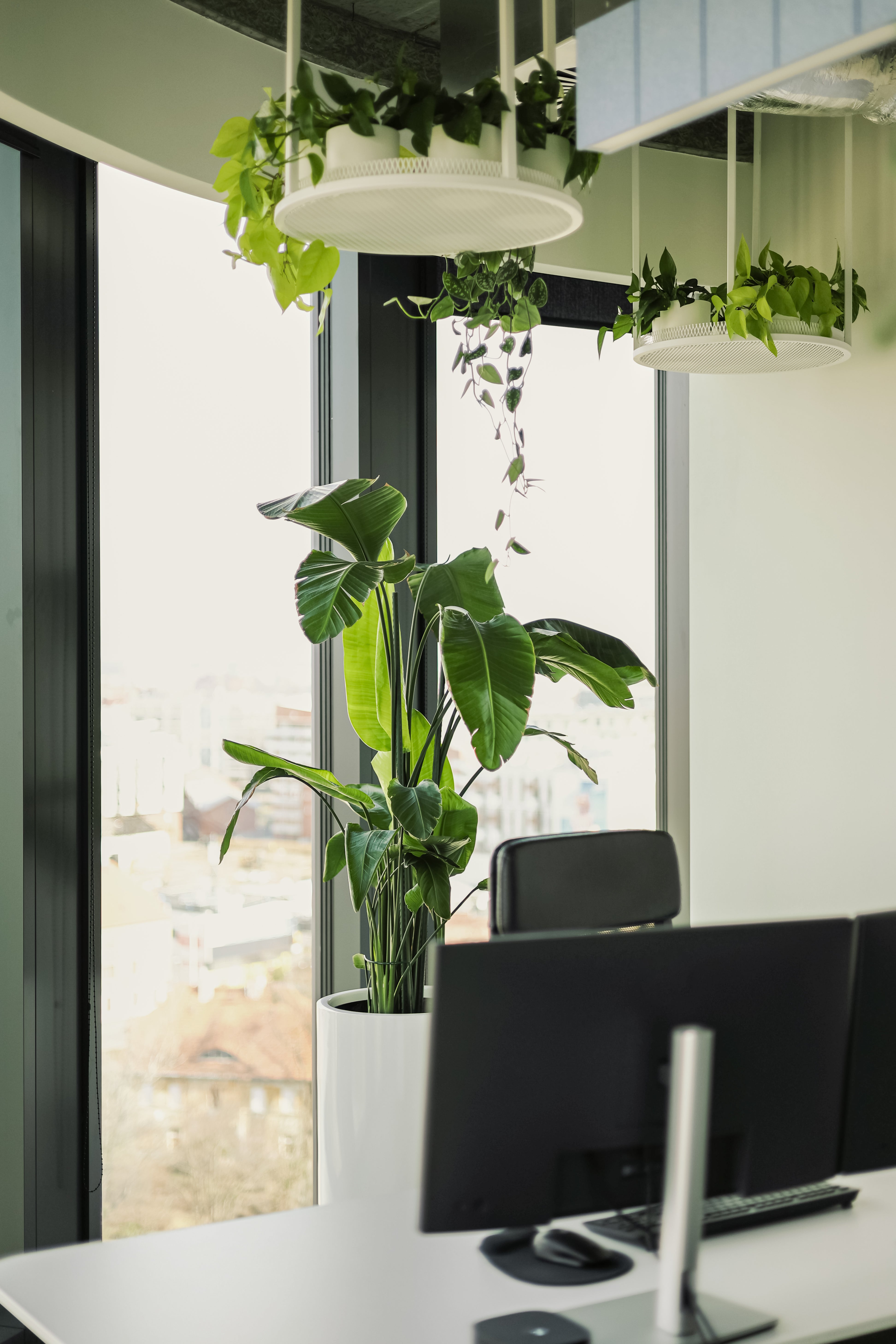 Rośliny wolnostojące i wiszące w biurze