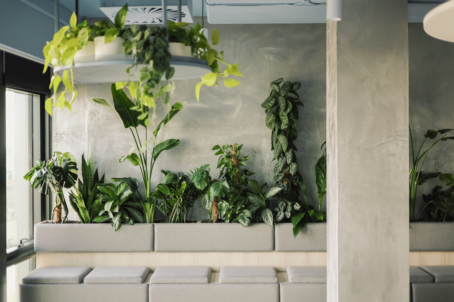 Rośliny w strefie chillout w biurze