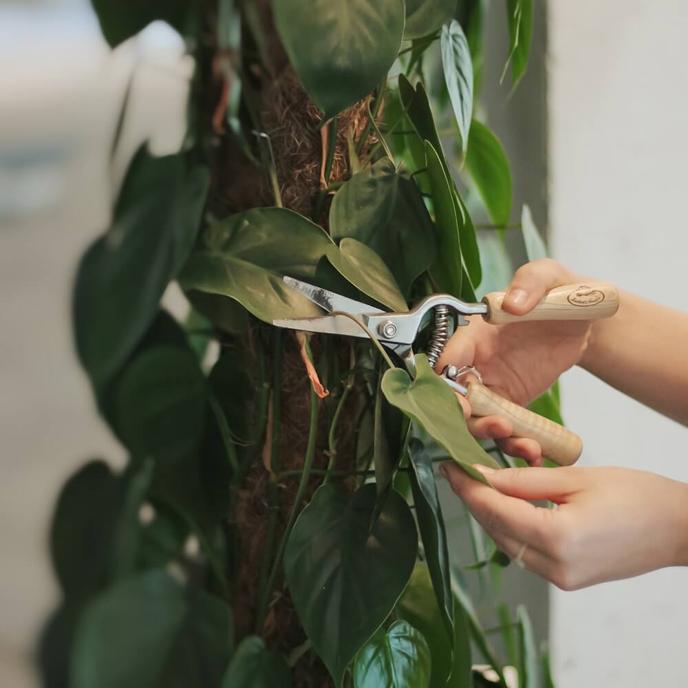 Serwis roślin w biurze