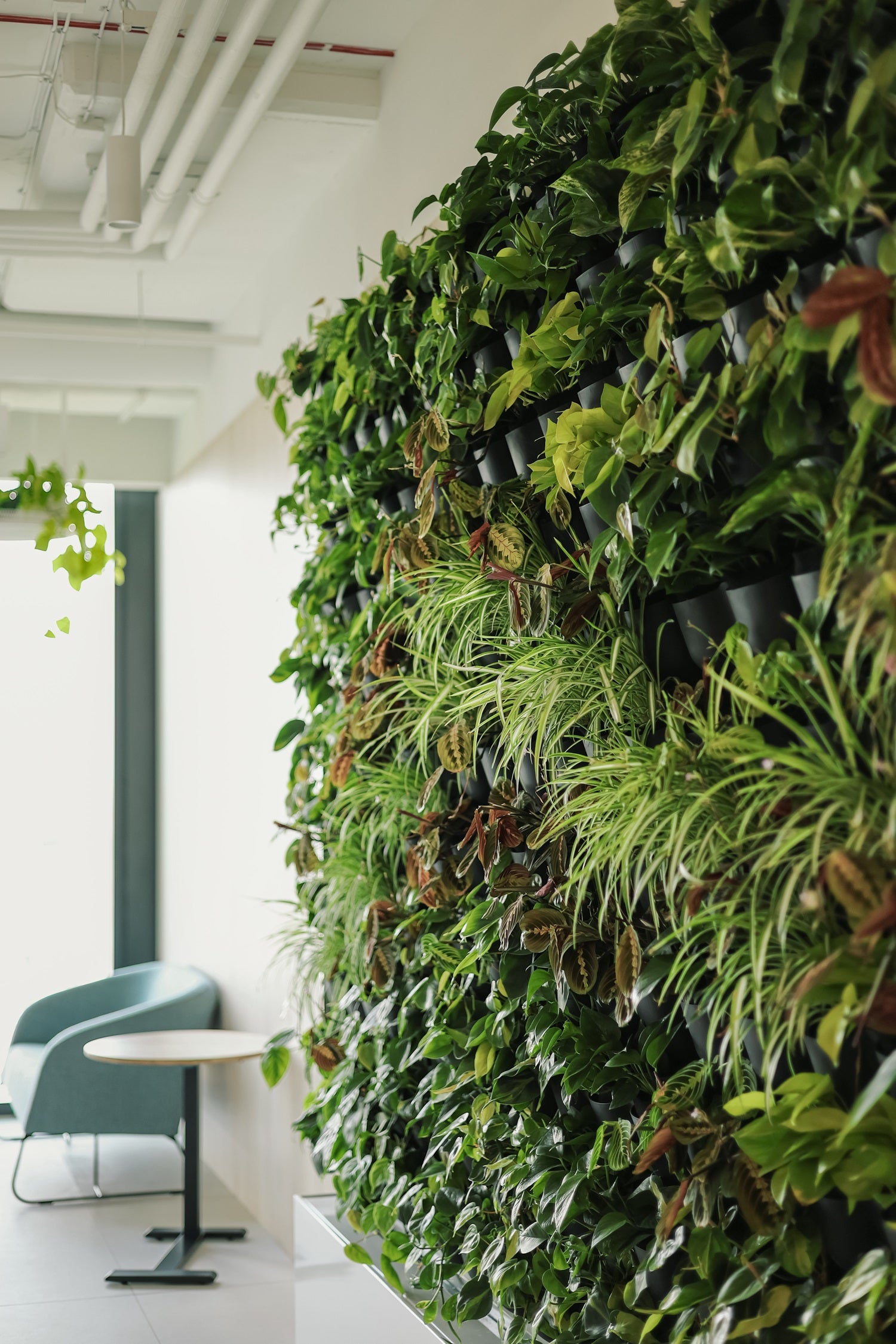 Ogród wertykalny w recepcji biura