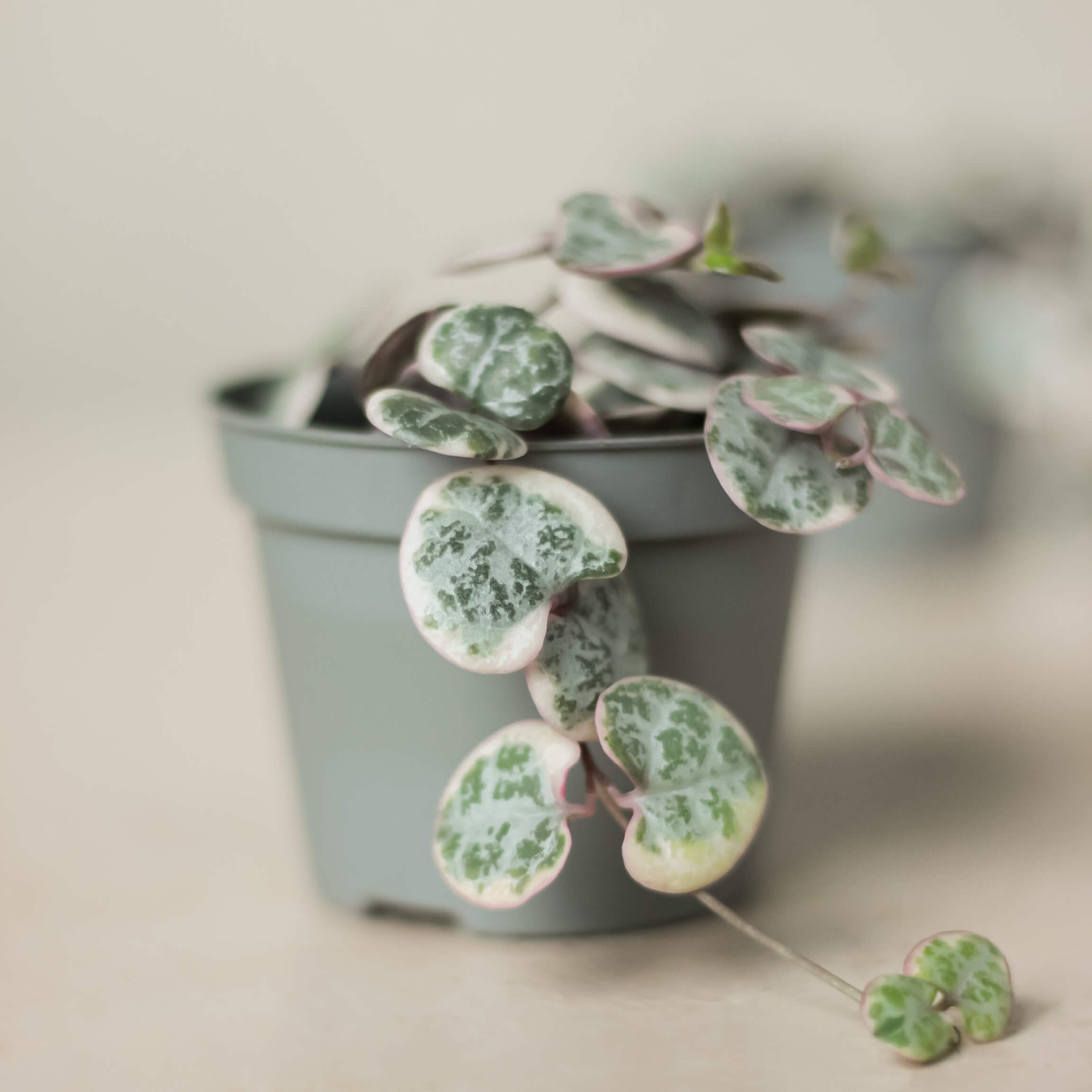 Ceropegia woodii 'String of Hearts'