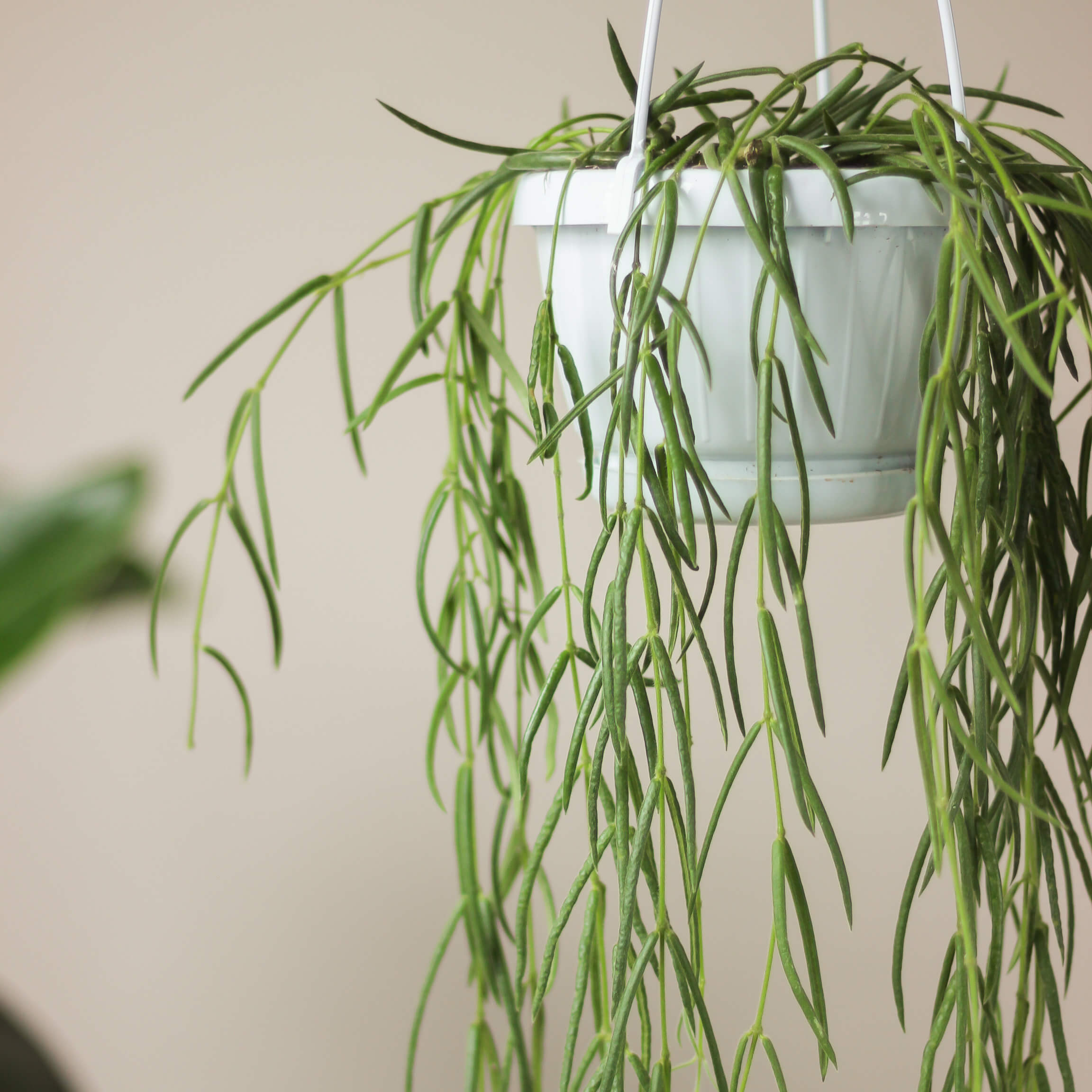 hoya linearis ⌀ 14 cm - Projekt Rośliny