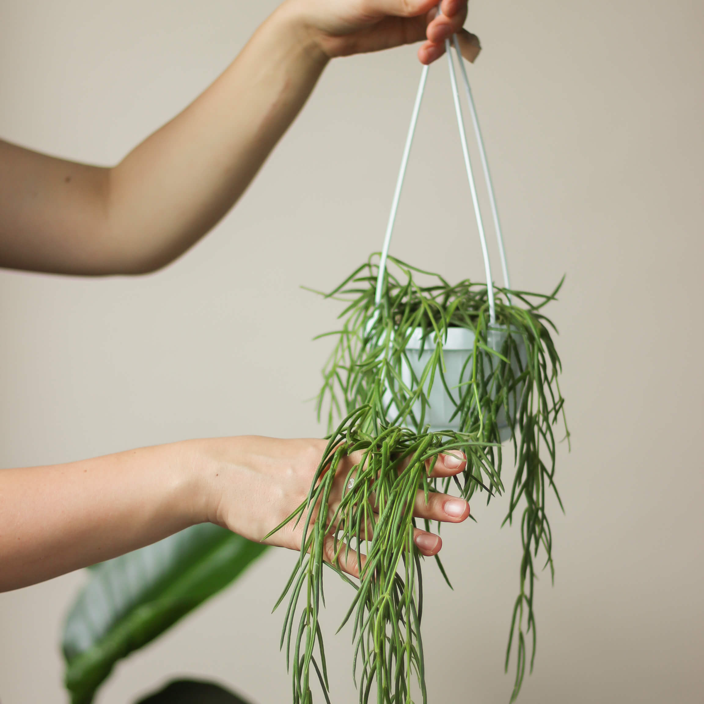 hoya linearis ⌀ 14 cm - Projekt Rośliny