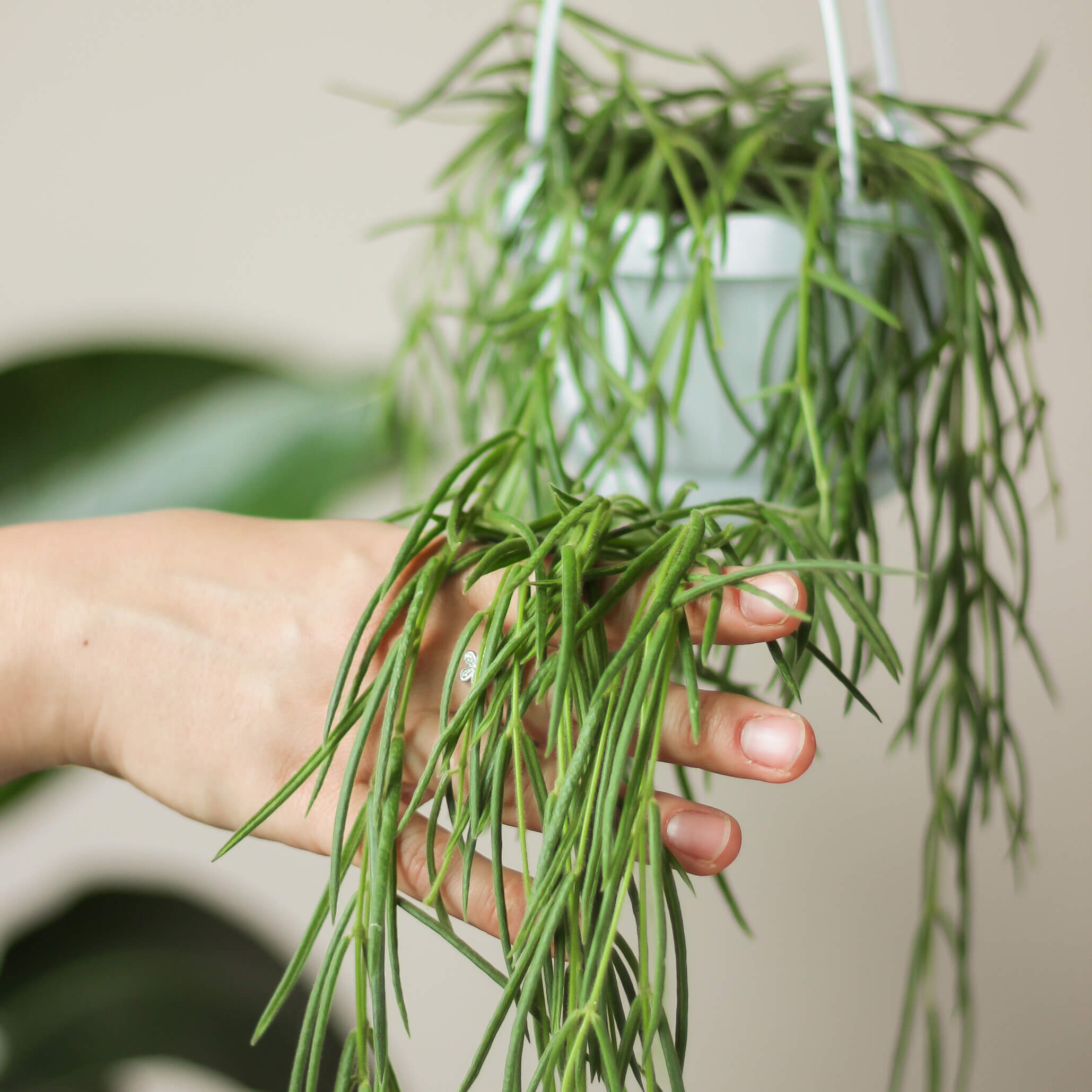 hoya linearis ⌀ 14 cm - Projekt Rośliny