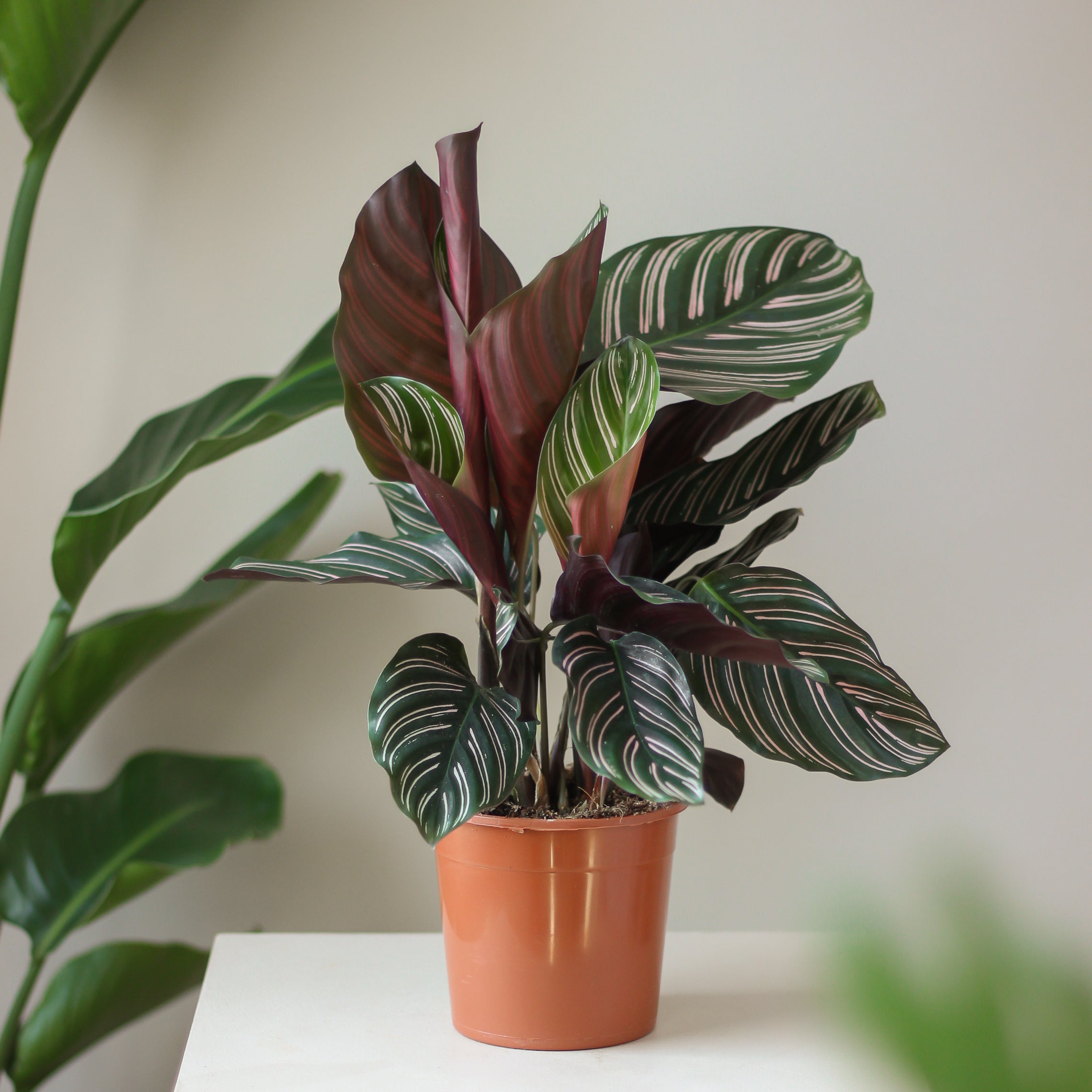 calathea ornata 'sanderiana' ⌀ 14 cm - Projekt Rośliny