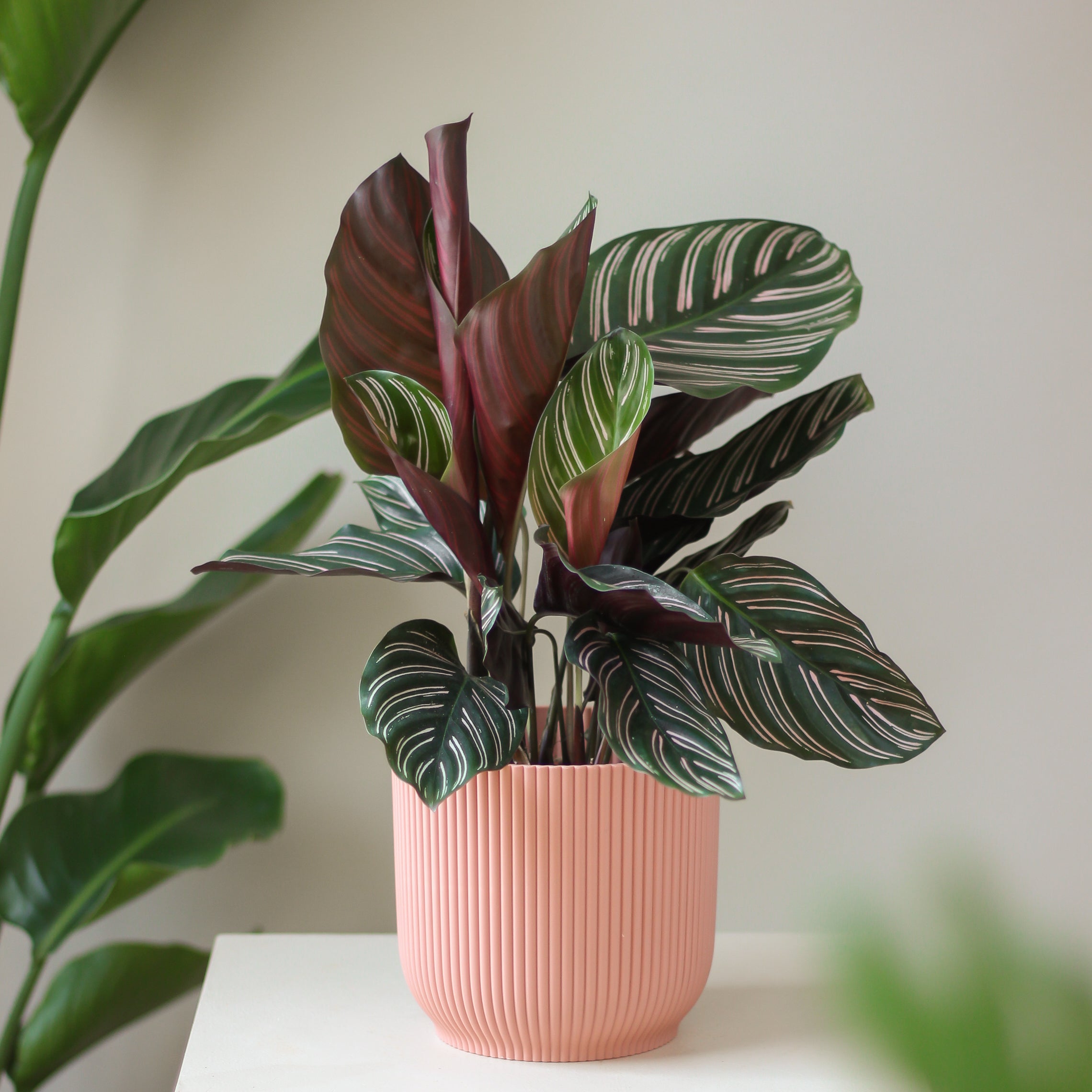 calathea ornata 'sanderiana' ⌀ 14 cm - Projekt Rośliny