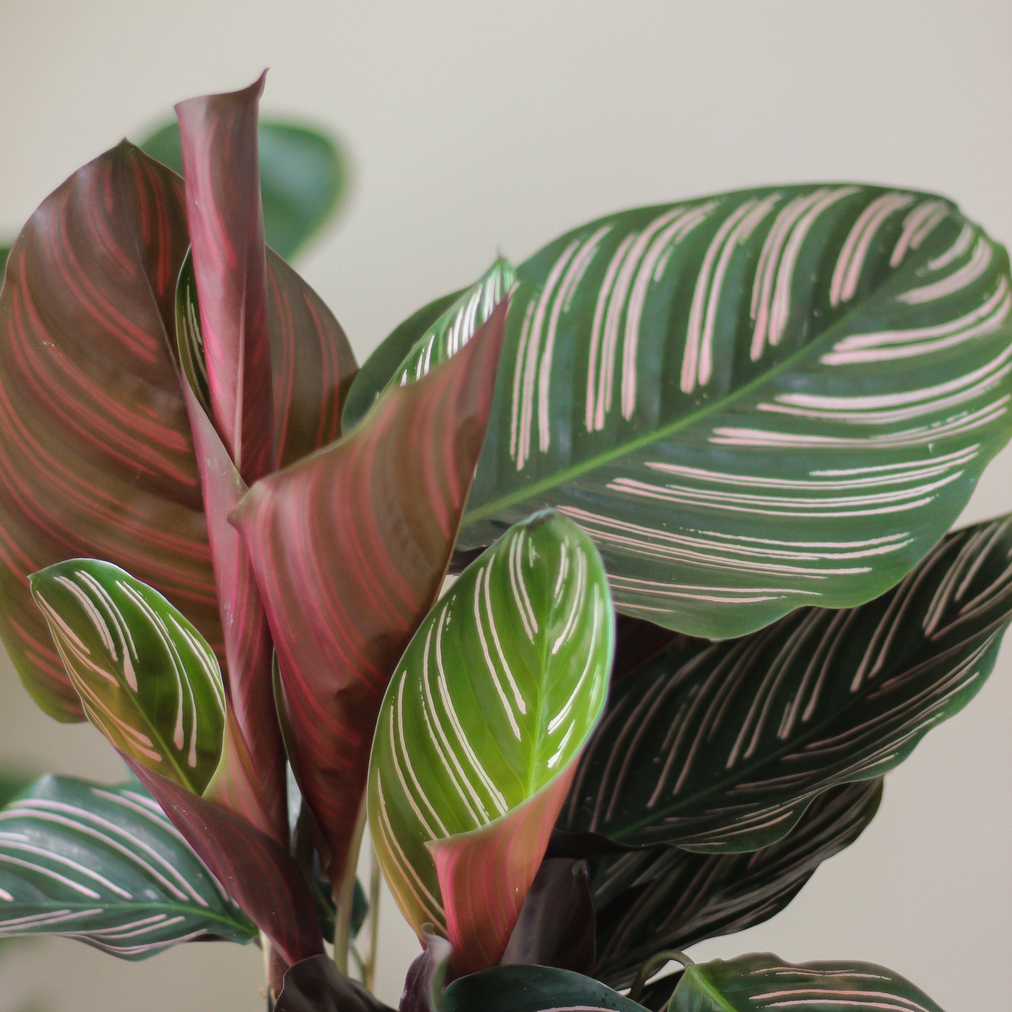 Calathea ornata 'Sanderiana' - wymagania i pielęgnacja