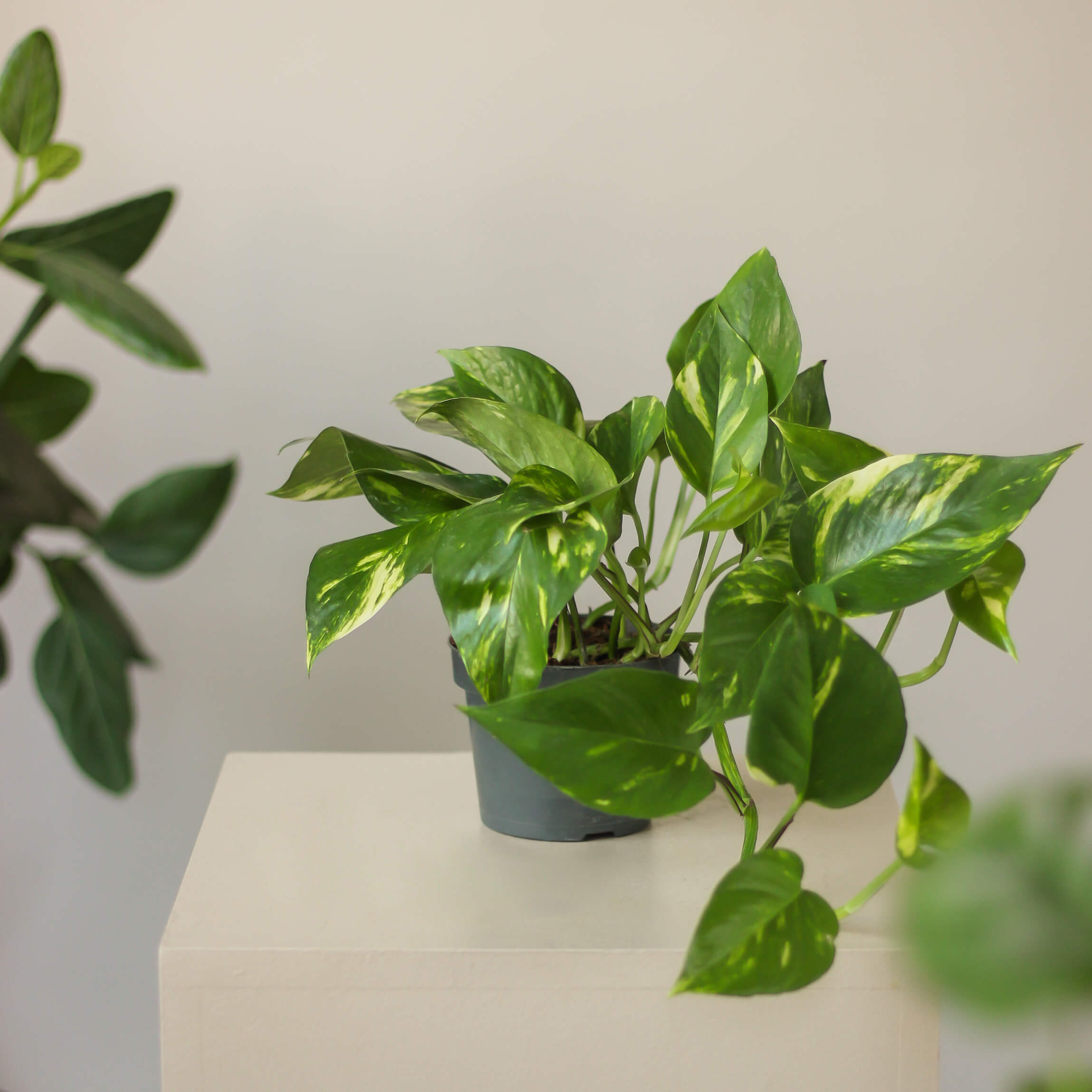 epipremnum aureum ⌀ 12 cm • epipremnum złociste - Projekt Rośliny