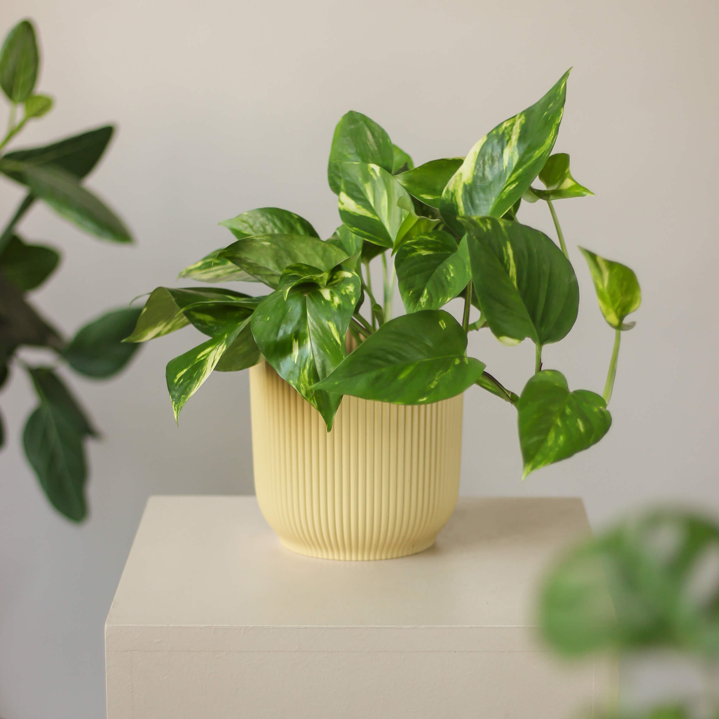 epipremnum aureum ⌀ 12 cm • epipremnum złociste - Projekt Rośliny