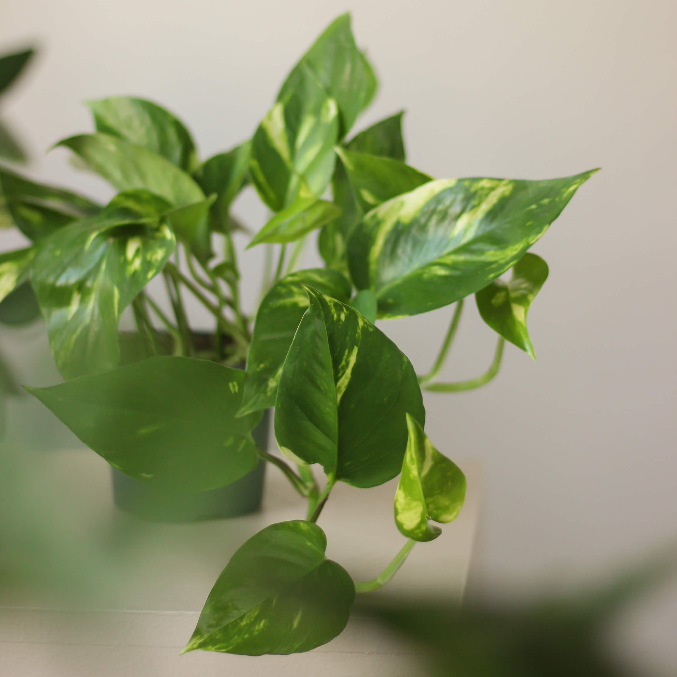 epipremnum aureum ⌀ 12 cm • epipremnum złociste - Projekt Rośliny