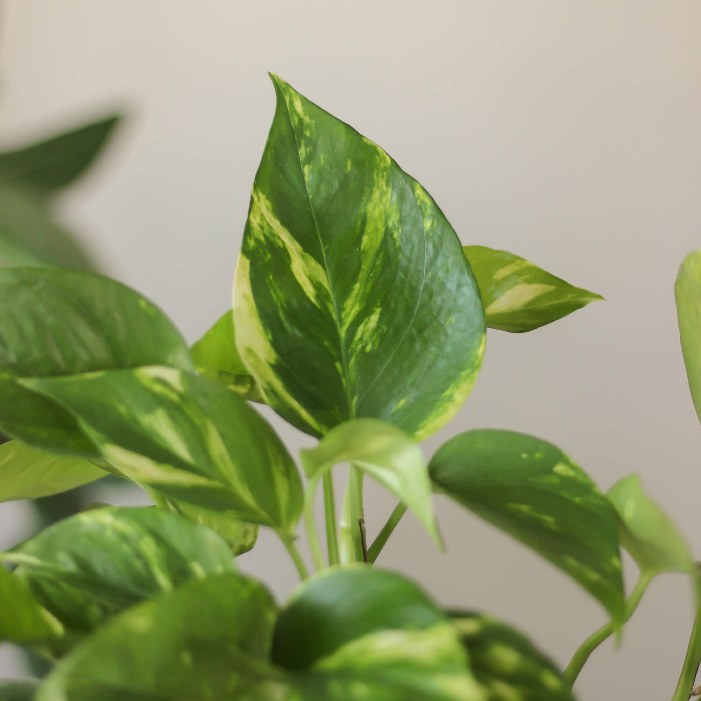 epipremnum aureum ⌀ 12 cm • epipremnum złociste - Projekt Rośliny