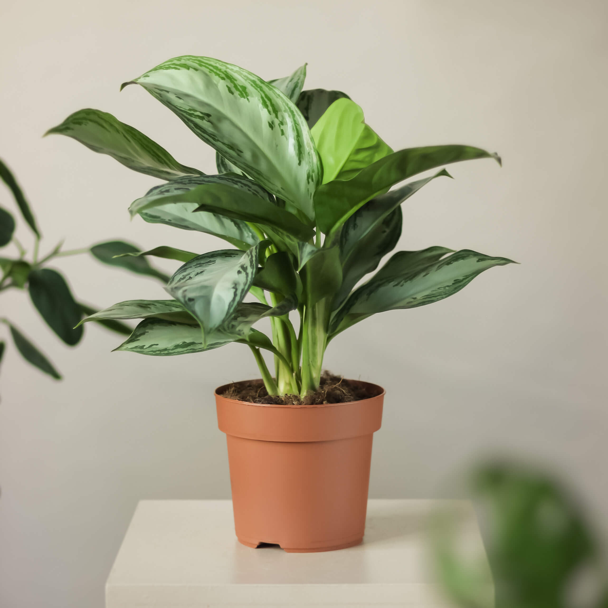 Aglaonema 'Silver Bay'