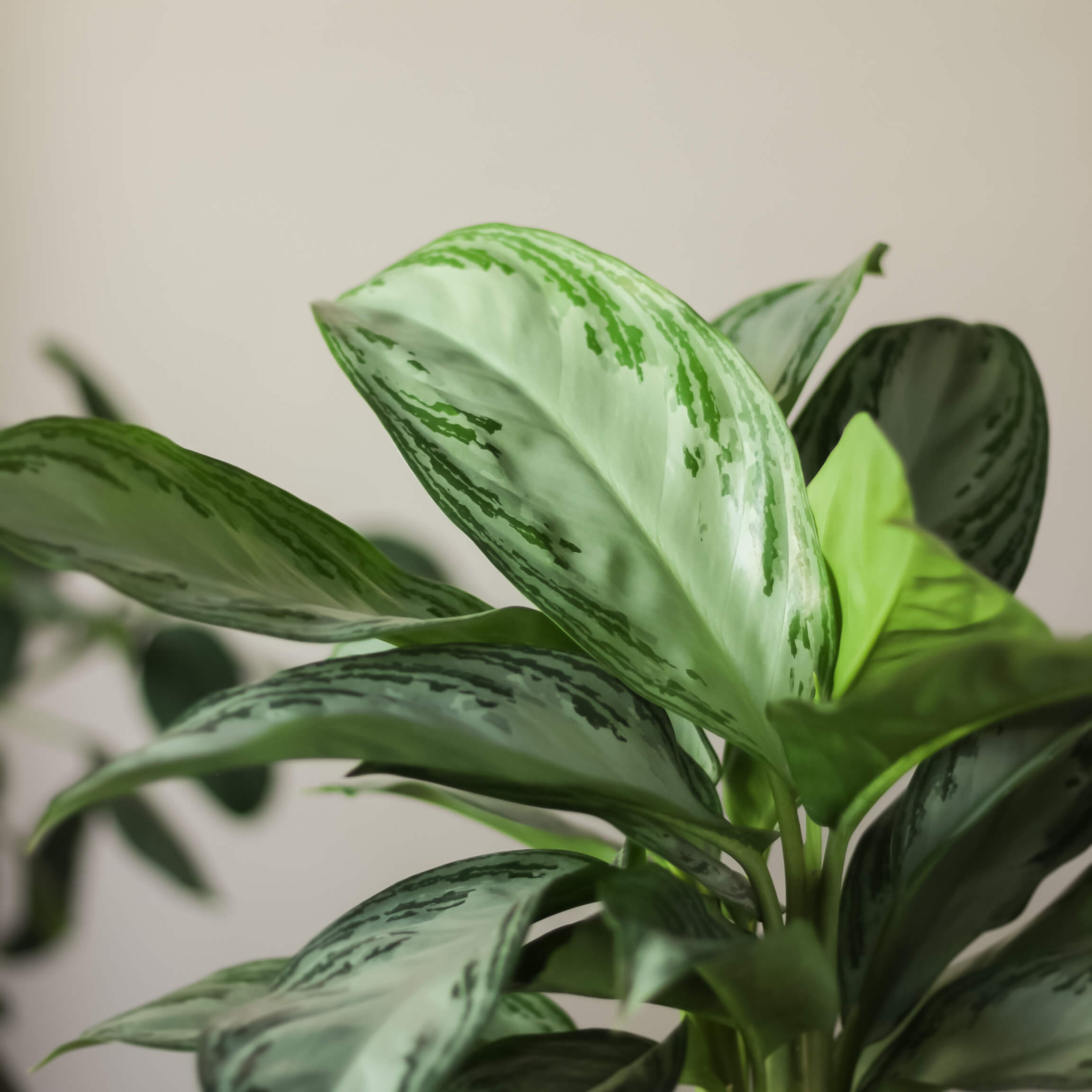 Aglaonema 'Silver Bay'