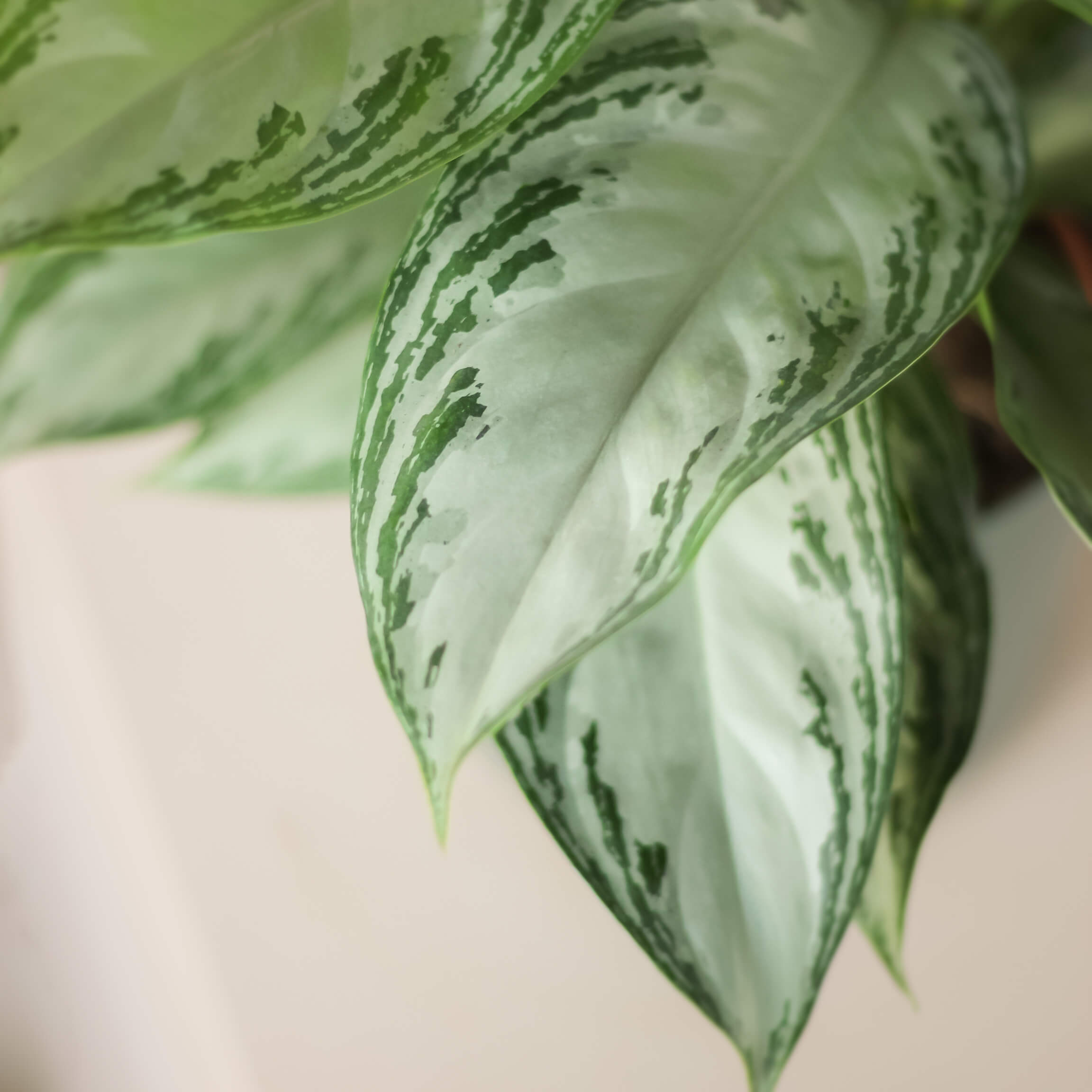 Aglaonema 'Silver Bay'