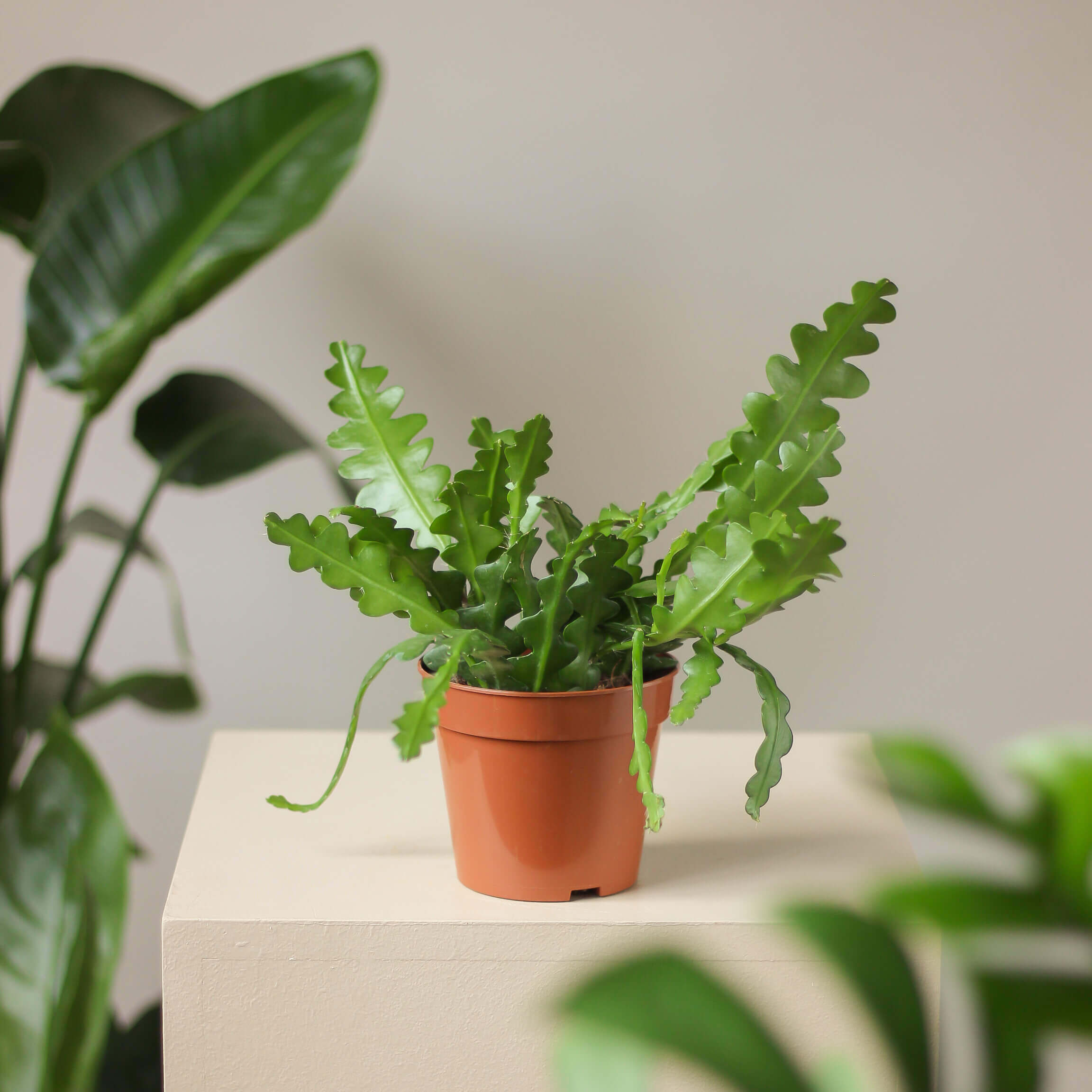 epiphyllum anguliger • kaktus zygzak - Projekt Rośliny