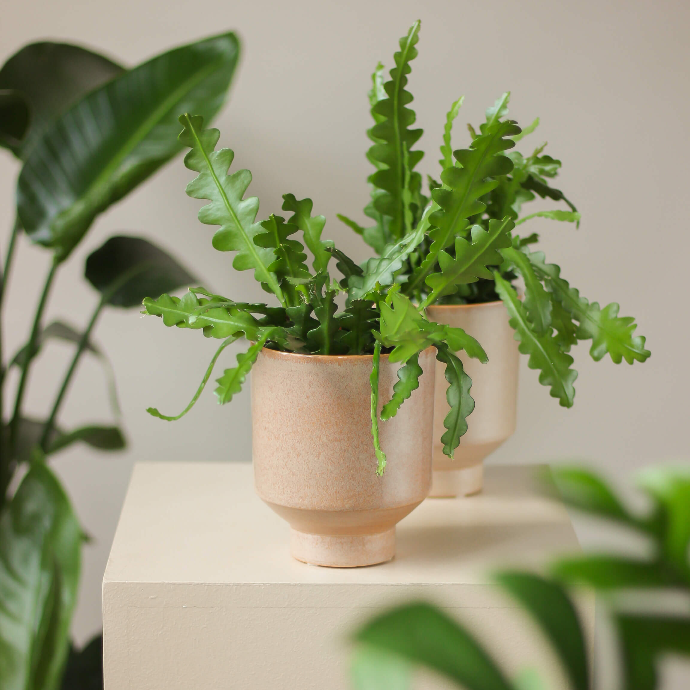 epiphyllum anguliger • kaktus zygzak - Projekt Rośliny