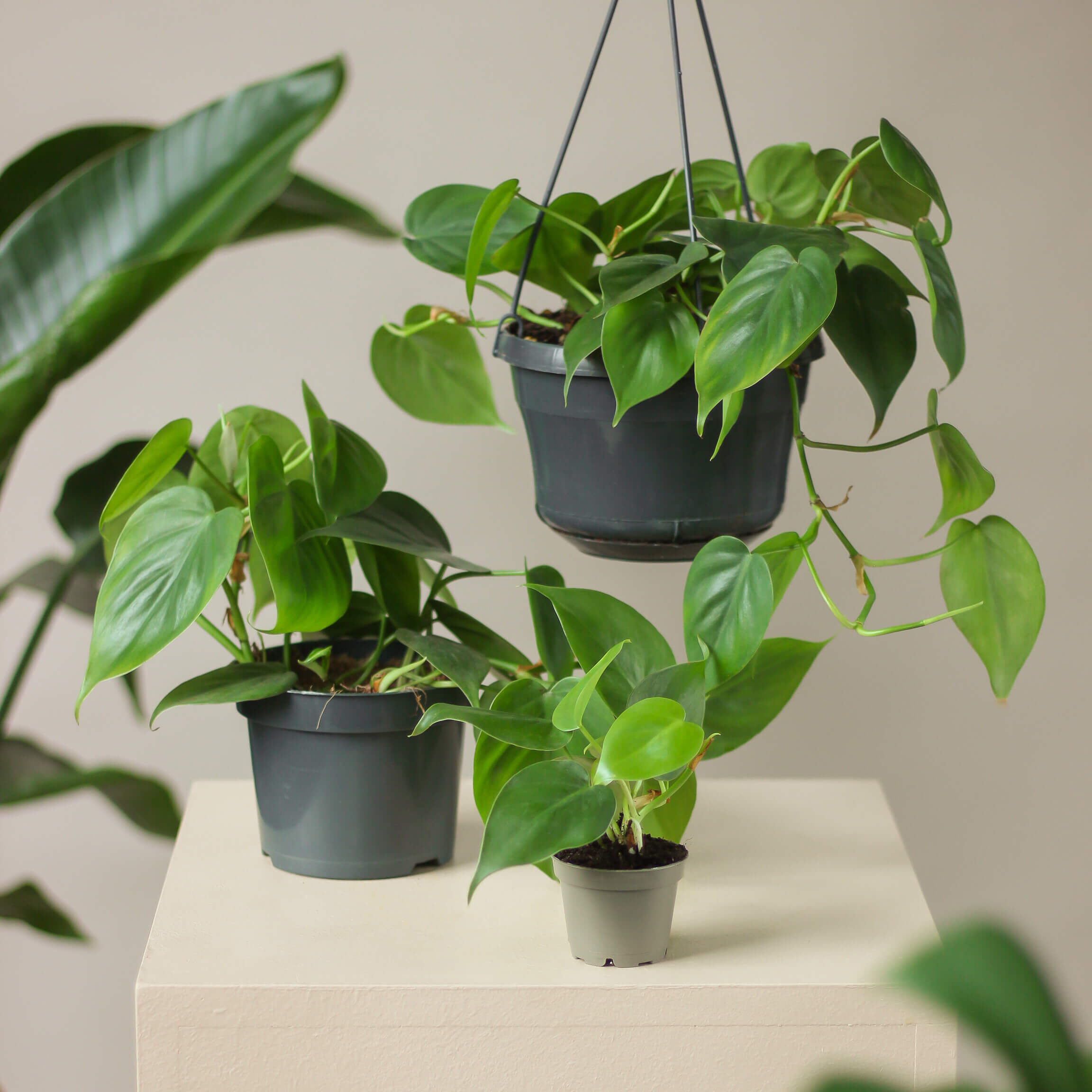 philodendron scandens • filodendron sercolistny - Projekt Rośliny