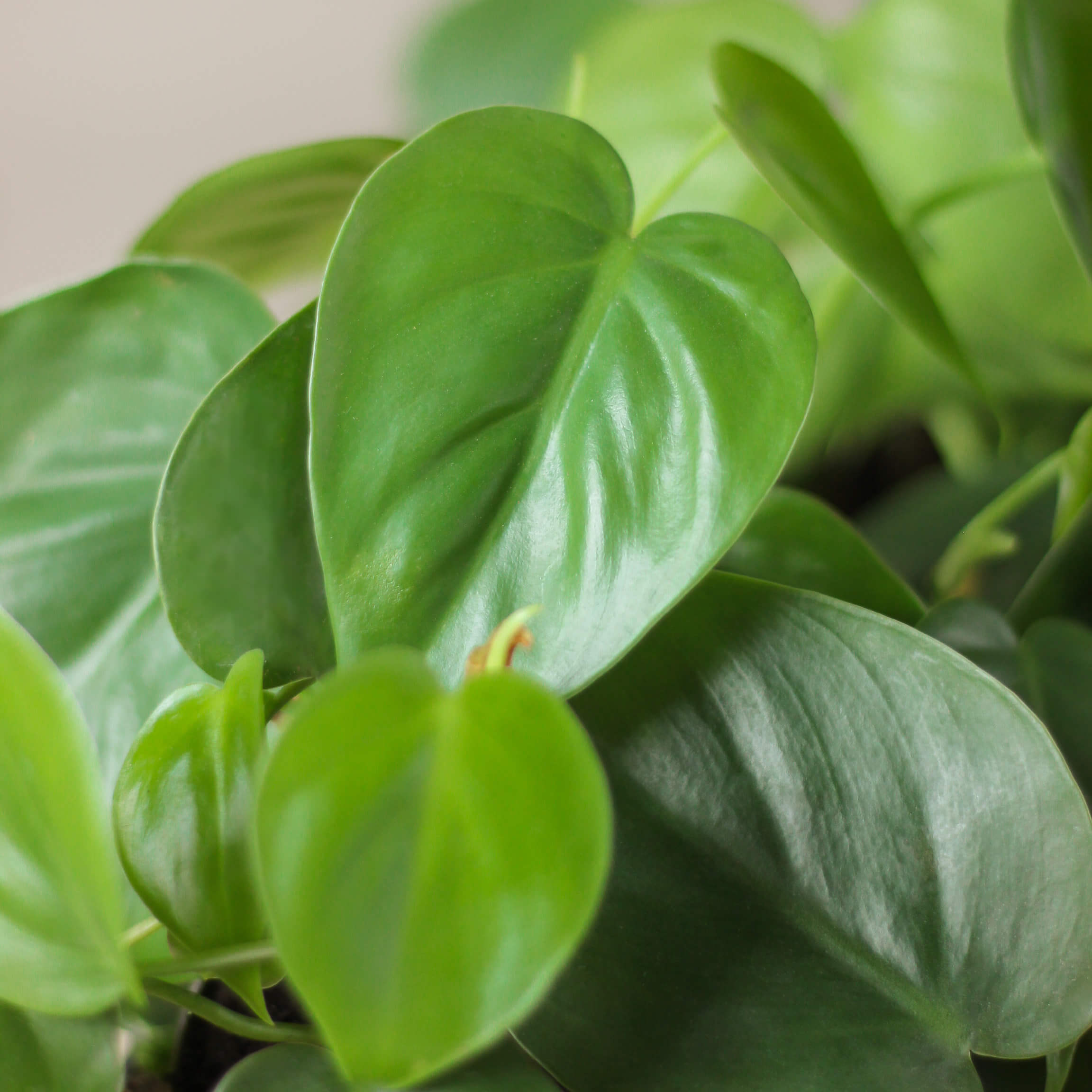 philodendron scandens • filodendron sercolistny - Projekt Rośliny