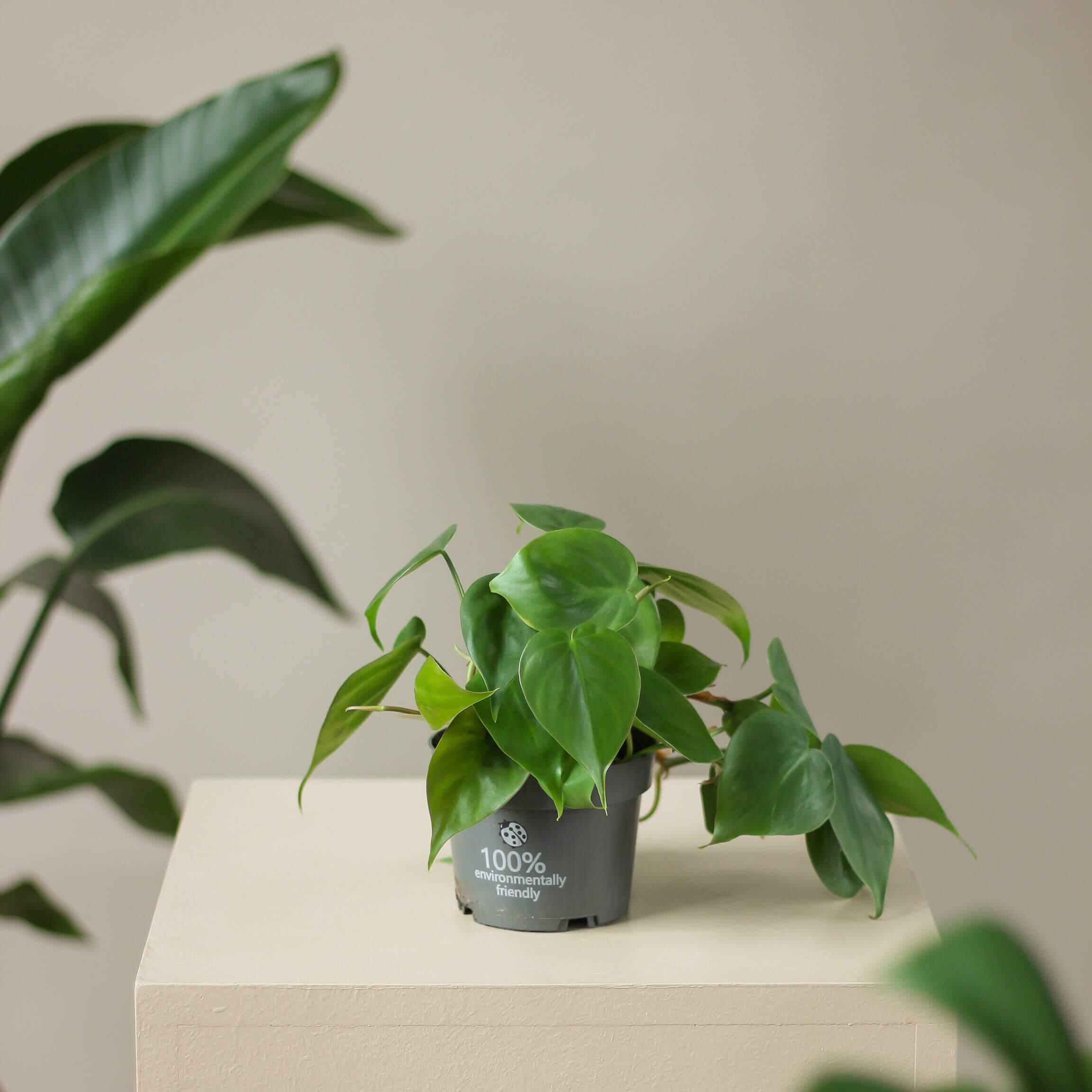 philodendron scandens • filodendron sercolistny - Projekt Rośliny