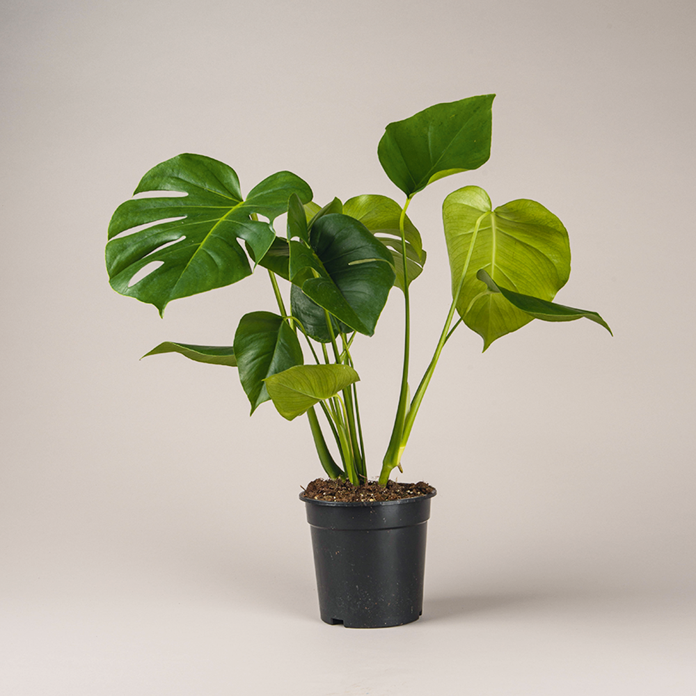 monstera deliciosa ø 17 cm • monstera dziurawa - Projekt Rośliny