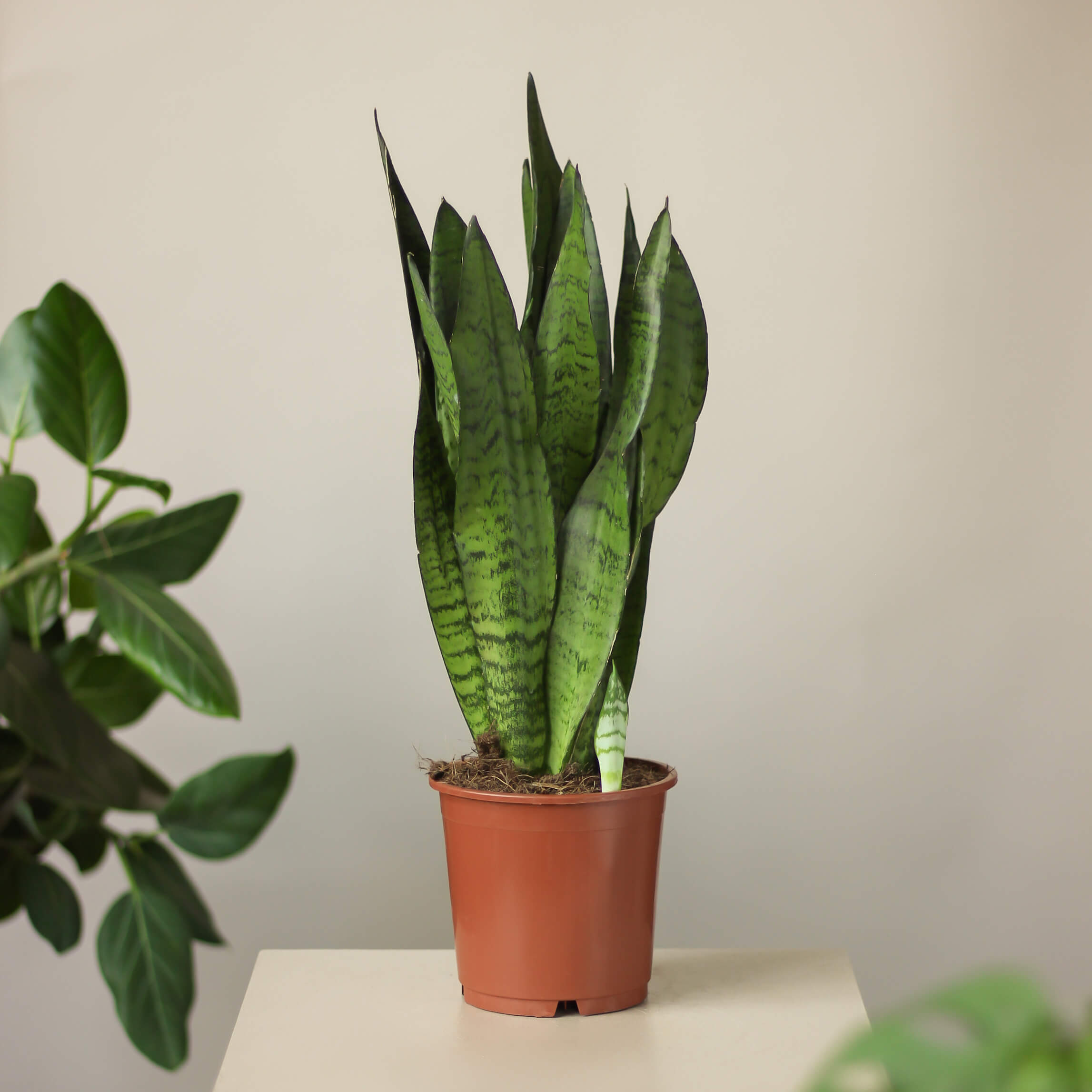 sansevieria zeylanica ⌀ 14 cm • wężownica - Projekt Rośliny