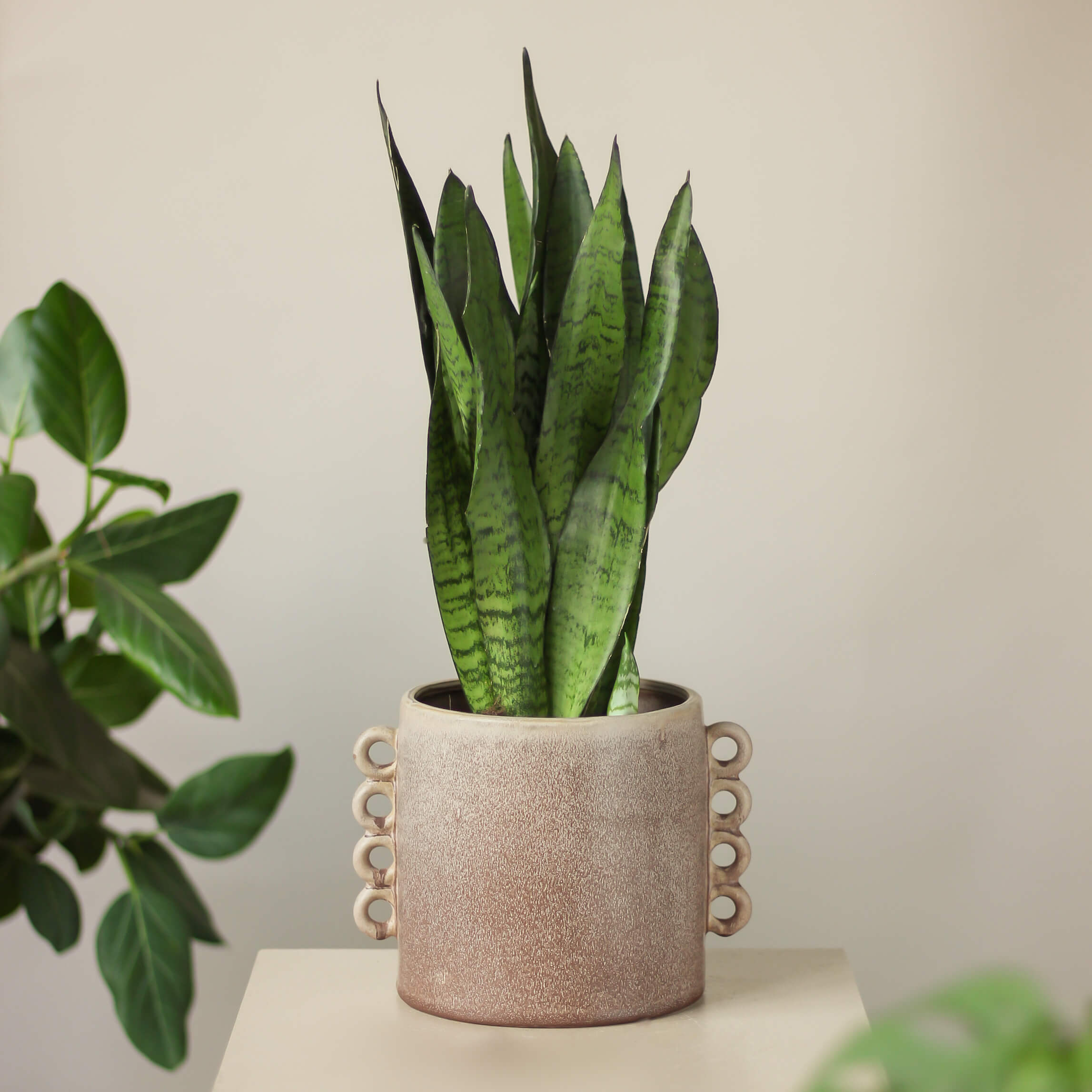 sansevieria zeylanica ⌀ 14 cm • wężownica - Projekt Rośliny