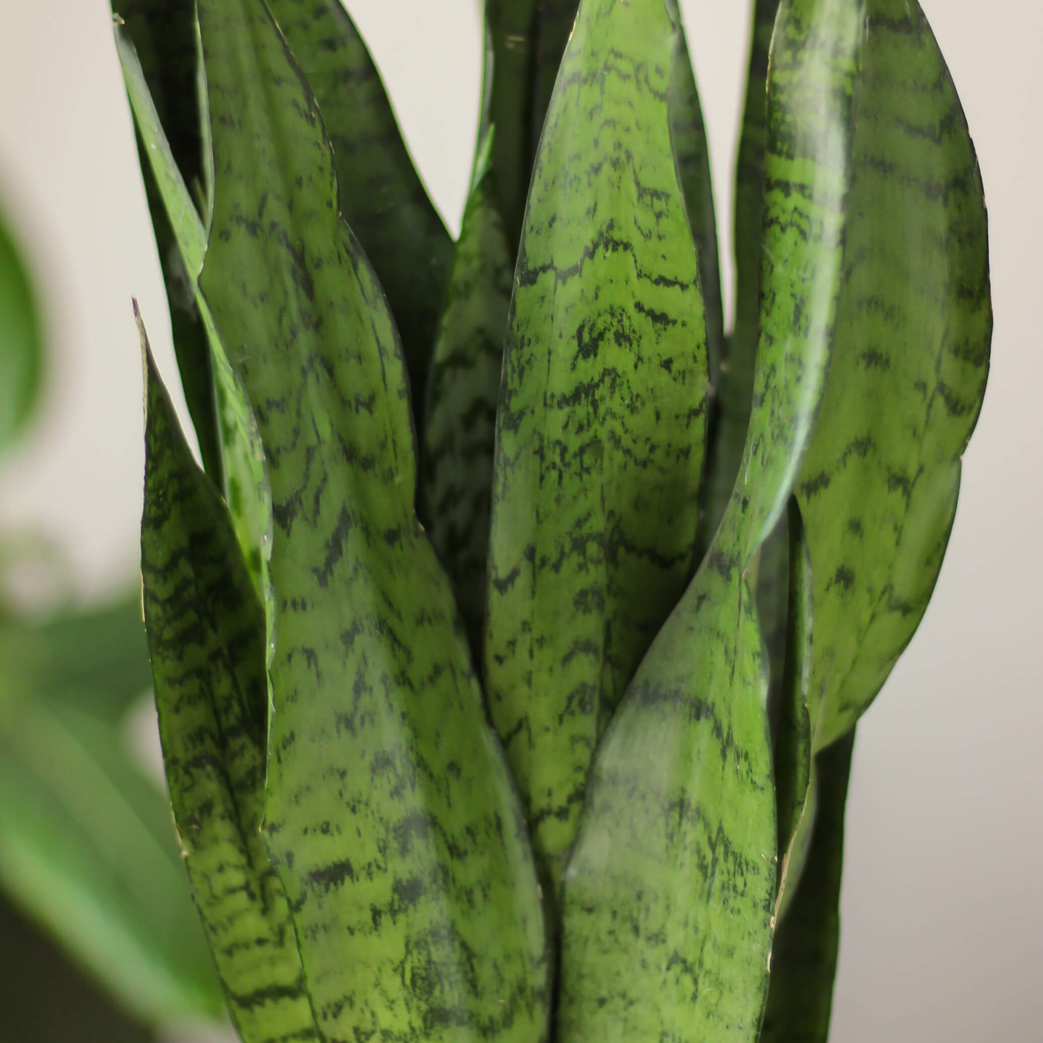 sansevieria zeylanica ⌀ 14 cm • wężownica - Projekt Rośliny
