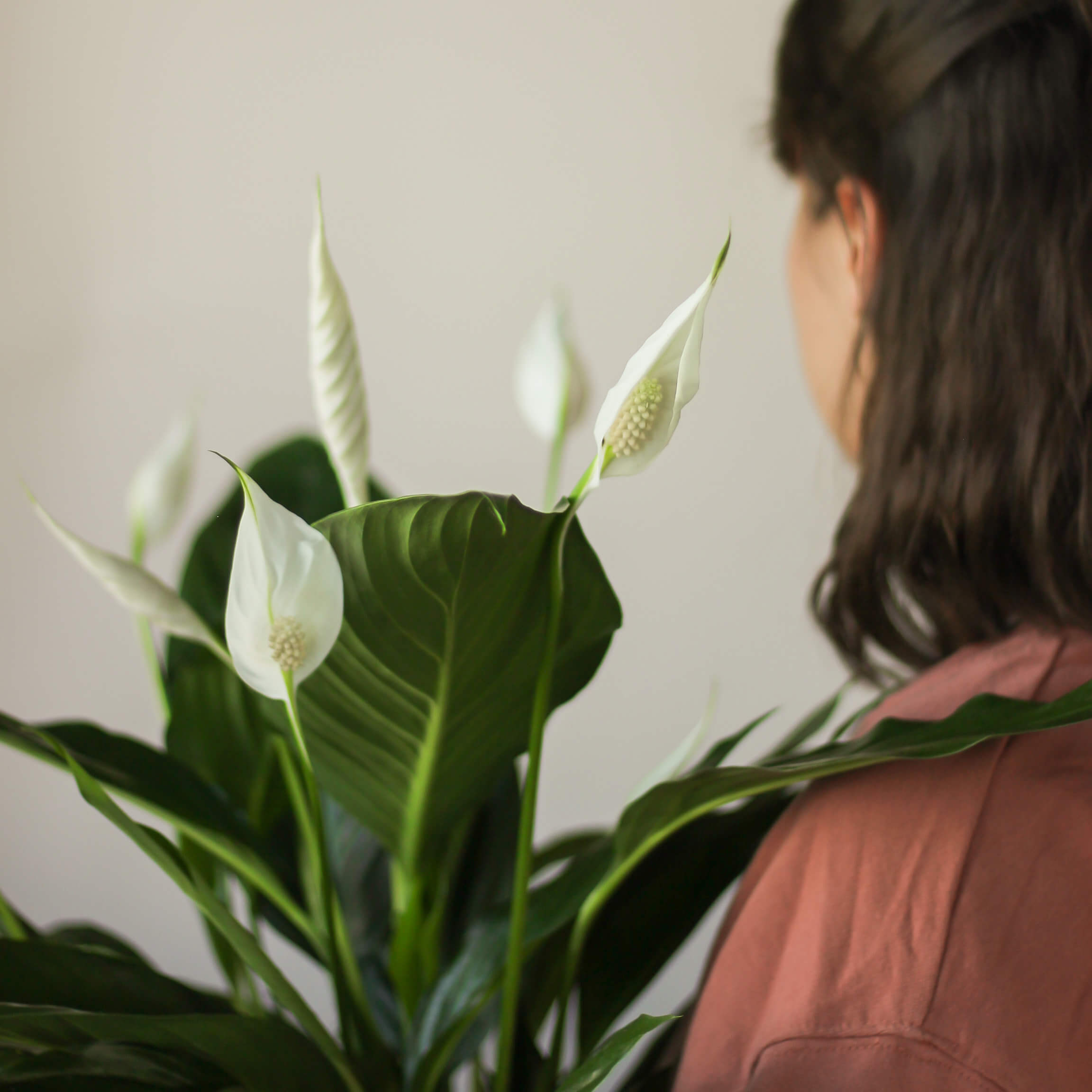 spathiphyllum 'bingo cupido' ⌀ 17 cm • skrzydłokwiat - Projekt Rośliny